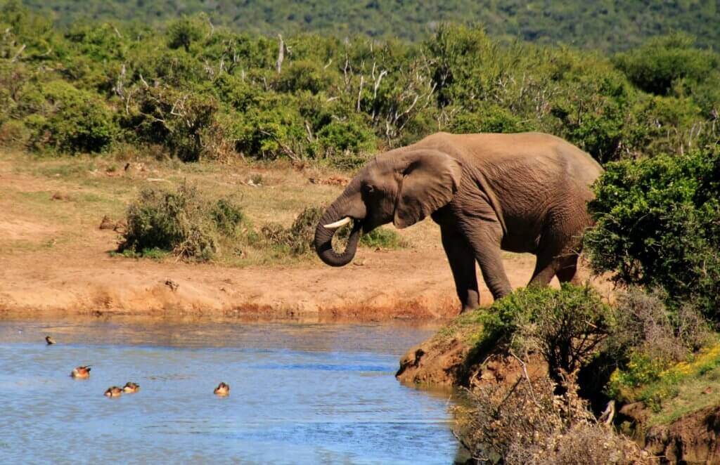 suedafrika-gay-urlaub-schwul-reisen-in-der-gruppe-wildlife suedafrika-gay-urlaub-namibia-schwul-reisen-in-der-gruppe-wildlife