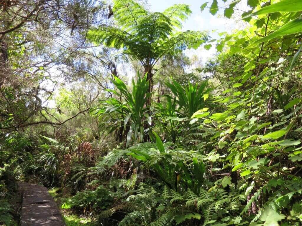 la-reunion-gay-urlaub-aktivurlaub-hiking-reise-planen-mietwagenrundreise-reiseplaner-Hellbourgh la-reunion-gay-urlaub-aktivurlaub-hiking-reise-planen-mietwagenrundreise-reiseplaner-Hellbourgh