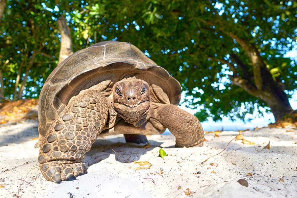 urlaub-fuer-schwule-inselhopping-seychellen-la-digue-reise-hotel-buchen-gayfriendly-indischer-ozean urlaub-fuer-schwule-inselhopping-seychellen-la-digue-reise-hotel-buchen-gayfriendly-indischer-ozean