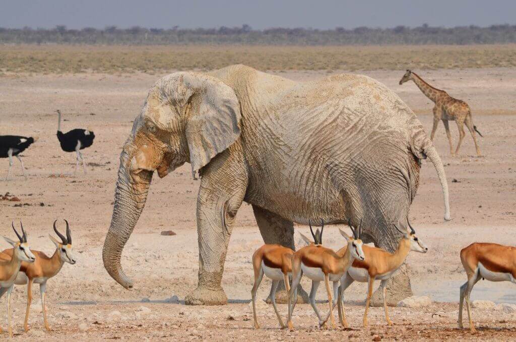 kerle-reisen-namibia-maenner-unterwegs-gruppenreise-wildlife-safari-reise-luxusreise-reisespezialist-namibia-afrika-mietwagenrundreise kerle-reisen-namibia-maenner-unterwegs-gruppenreise-wildlife-safari-reise-luxusreise-reisespezialist-namibia-afrika-mietwagenrundreise