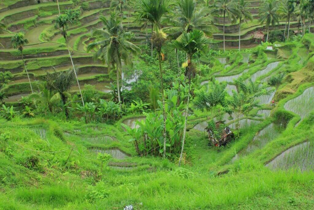 bali-schwul-reisen-planen-gay-hotspots-lesbisch-reisen-wellness-buchen-reiseberater-indonesien-spezialist bali-schwul-reisen-planen-gay-hotspots-lesbisch-reisen-wellness-buchen-reiseberater-indonesien-spezialist