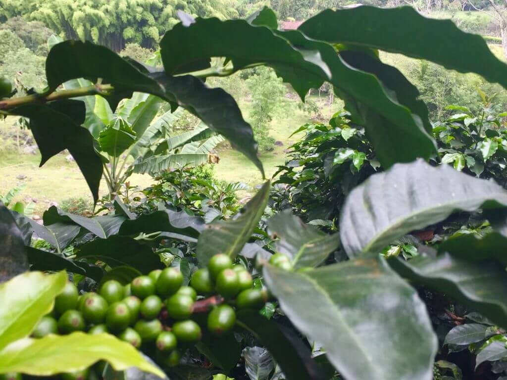 kolumbien-schwul-salento-kaffeezone-suedamerika-reisen kolumbien-schwul-salento-kaffeezone-suedamerika-reisen
