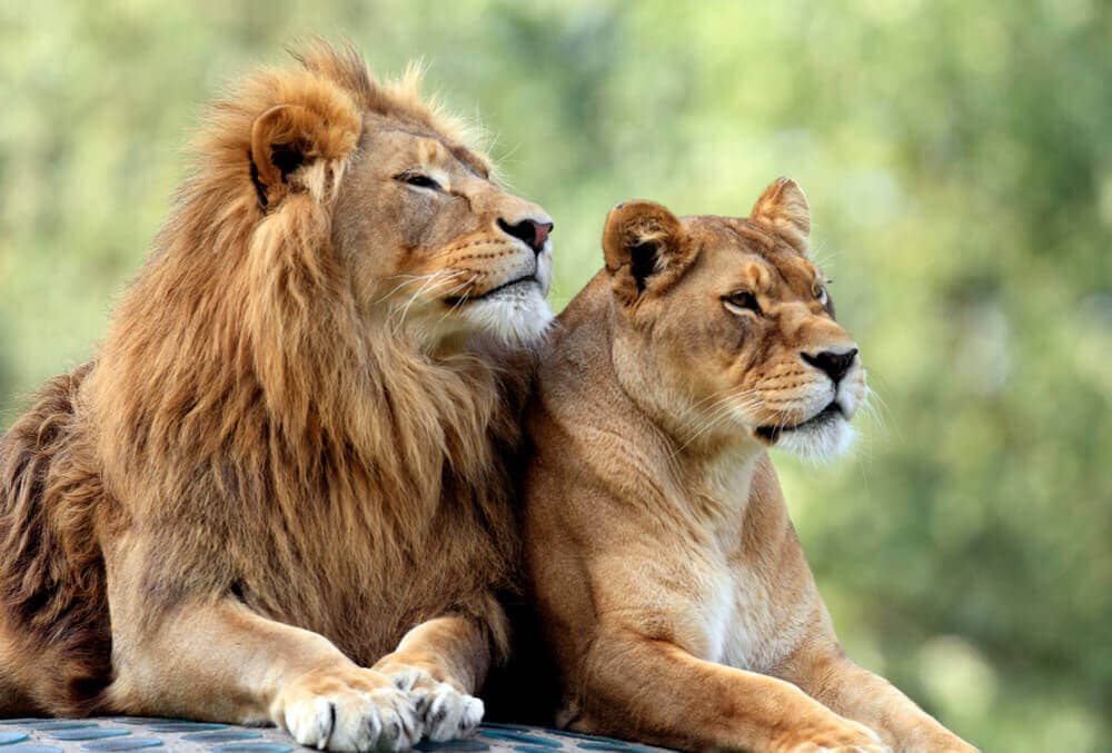 gay-urlaub-suedafrika-wildlife-safari-schwule-reise-maenner-unterwegs gay-urlaub-suedafrika-Gayfriendly-gruppenreise-wildlife-safari-schwule-reise-maenner-unterwegs