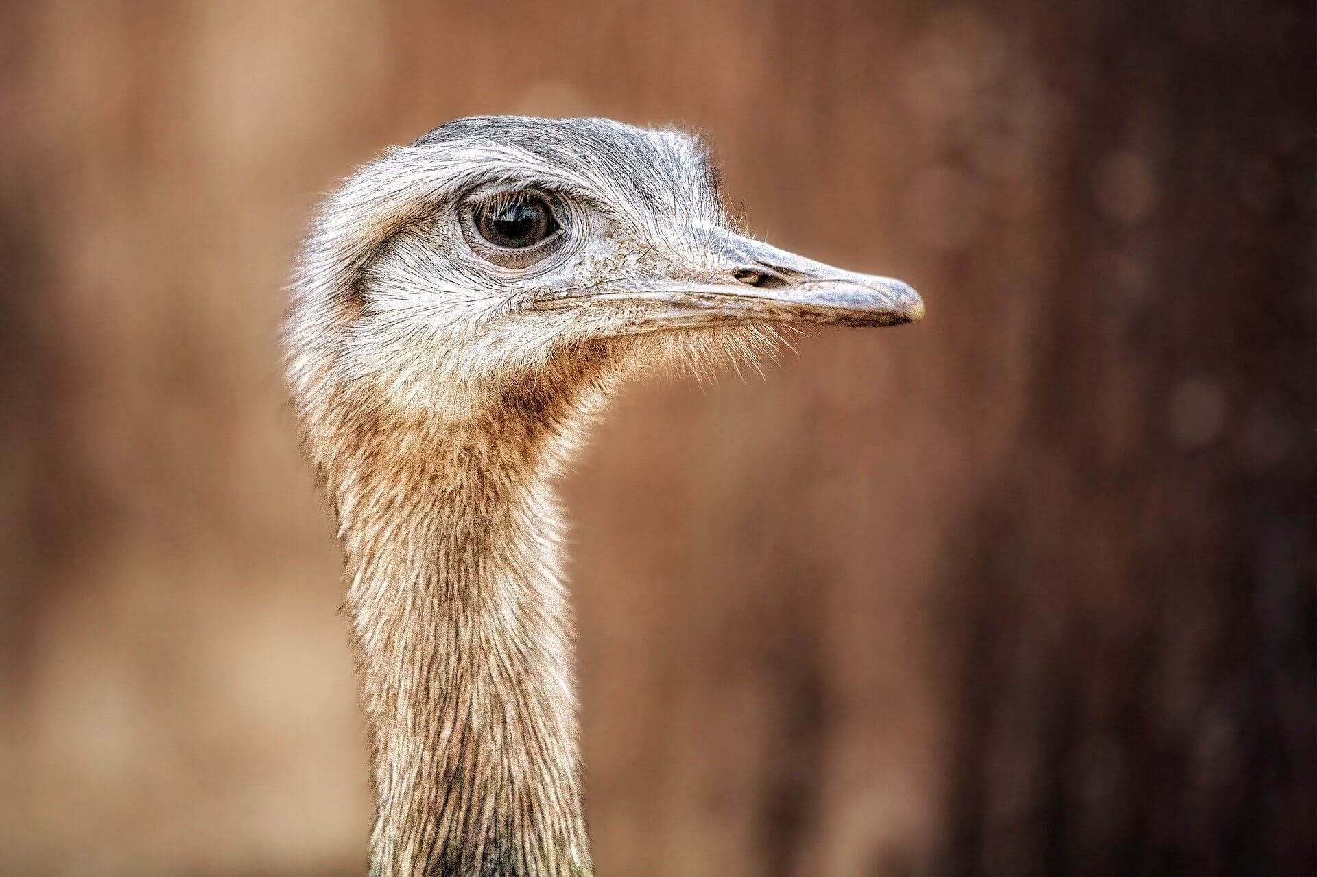 suedafrika-Gay-reise-oudtshoorn-rundreise-mietwagen-urlaub-fuer-schwule-wildlife suedafrika-Gay-reise-oudtshoorn-rundreise-mietwagen-urlaub-fuer-schwule-wildlife
