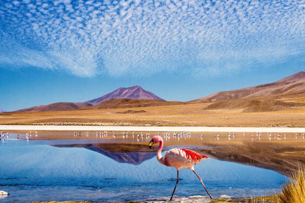 suedamerika-Gay-urlaub-bolivien-rundreise-hochlandlagunen-reiseprogramme-reisekombinationen suedamerika-Gay-urlaub-bolivien-rundreise-hochlandlagunen-reiseprogramme-reisekombinationen
