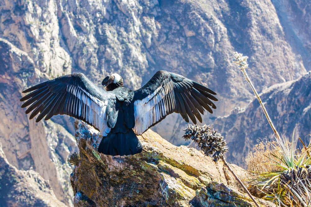 peru-aktiv-gay-reise-buchen-natur-fotoreise-rundreise-fuer-schwule-planen-individuelle-tour-reiseplaner-condor peru-aktiv-gay-reise-buchen-natur-fotoreise-rundreise-fuer-schwule-planen-individuelle-tour-reiseplaner-condor