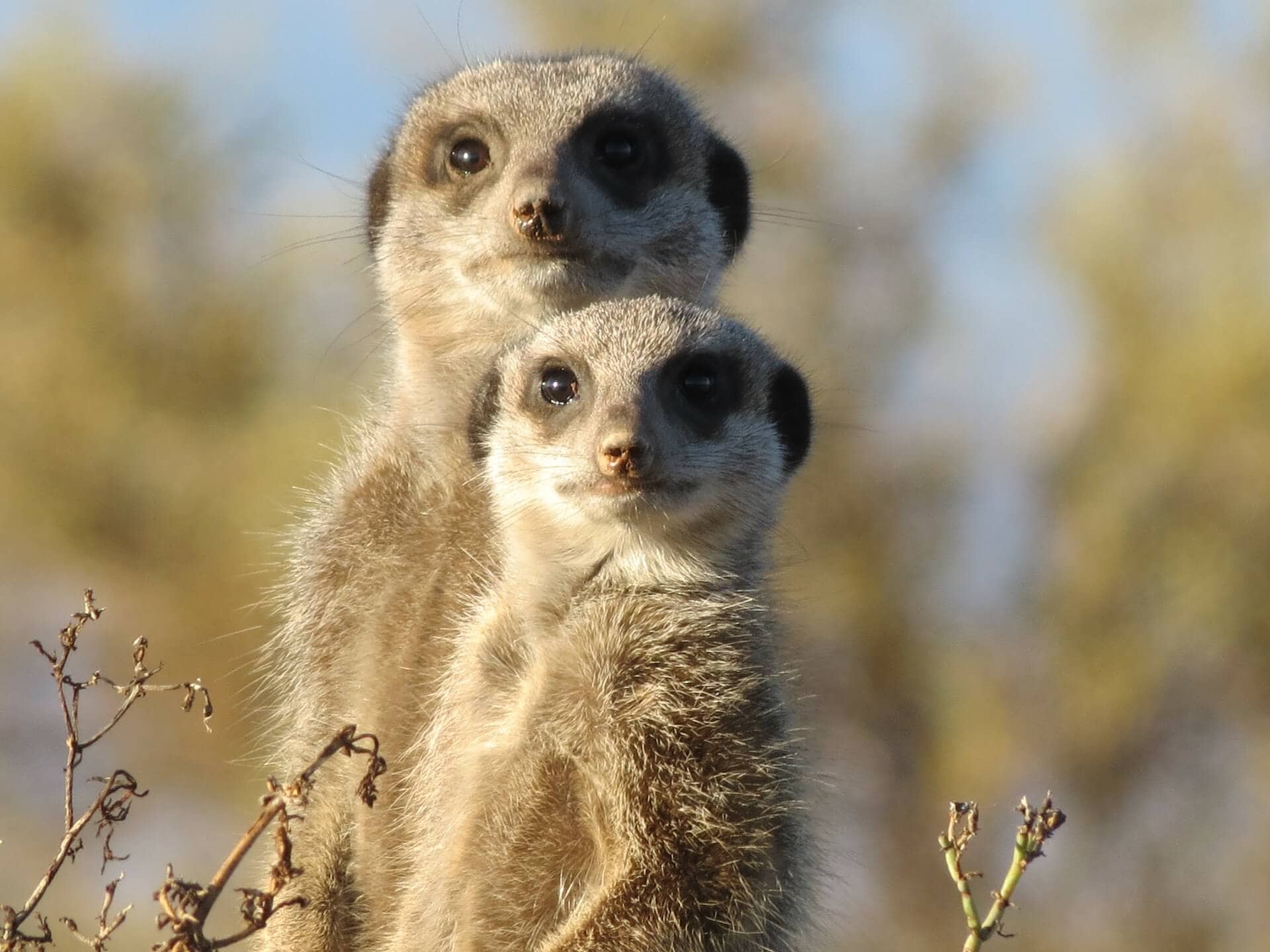 gay-rundreise-suedafrika-garden-route-kaphalbinsel-individuell-fuer-maenner-planen-mietwagenrundreise-safari gay-rundreise-suedafrika-garden-route-kaphalbinsel-individuell-fuer-maenner-planen-mietwagenrundreise-safari