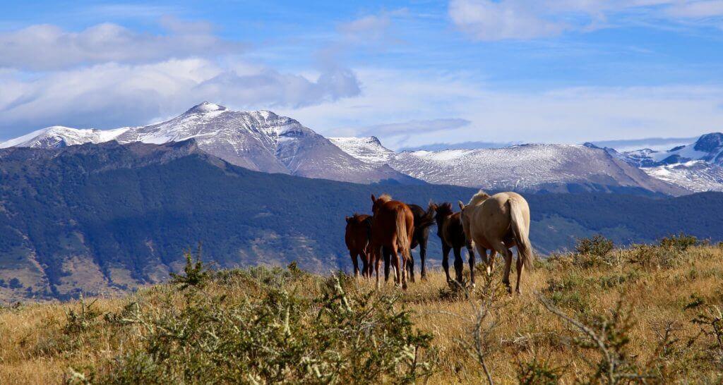 gay-luxusurlaub-chile-individualreise-fuer-schwule-in-suedamerika-patagonien-maenner-aktiv gay-rundreise-chile-luxusurlaub-chile-individualreise-fuer-schwule-in-suedamerika-patagonien-maenner-aktiv