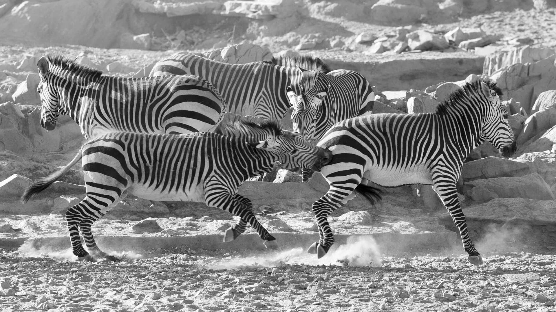 gay-gruppenreise-namibia-safari-ethosha-park-reise-fuer-gays-planen-unterwegs-in-afrika-reiseplaner gay-gruppenreise-namibia-safari-ethosha-park-reise-fuer-gays-planen-unterwegs-in-afrika-reiseplaner