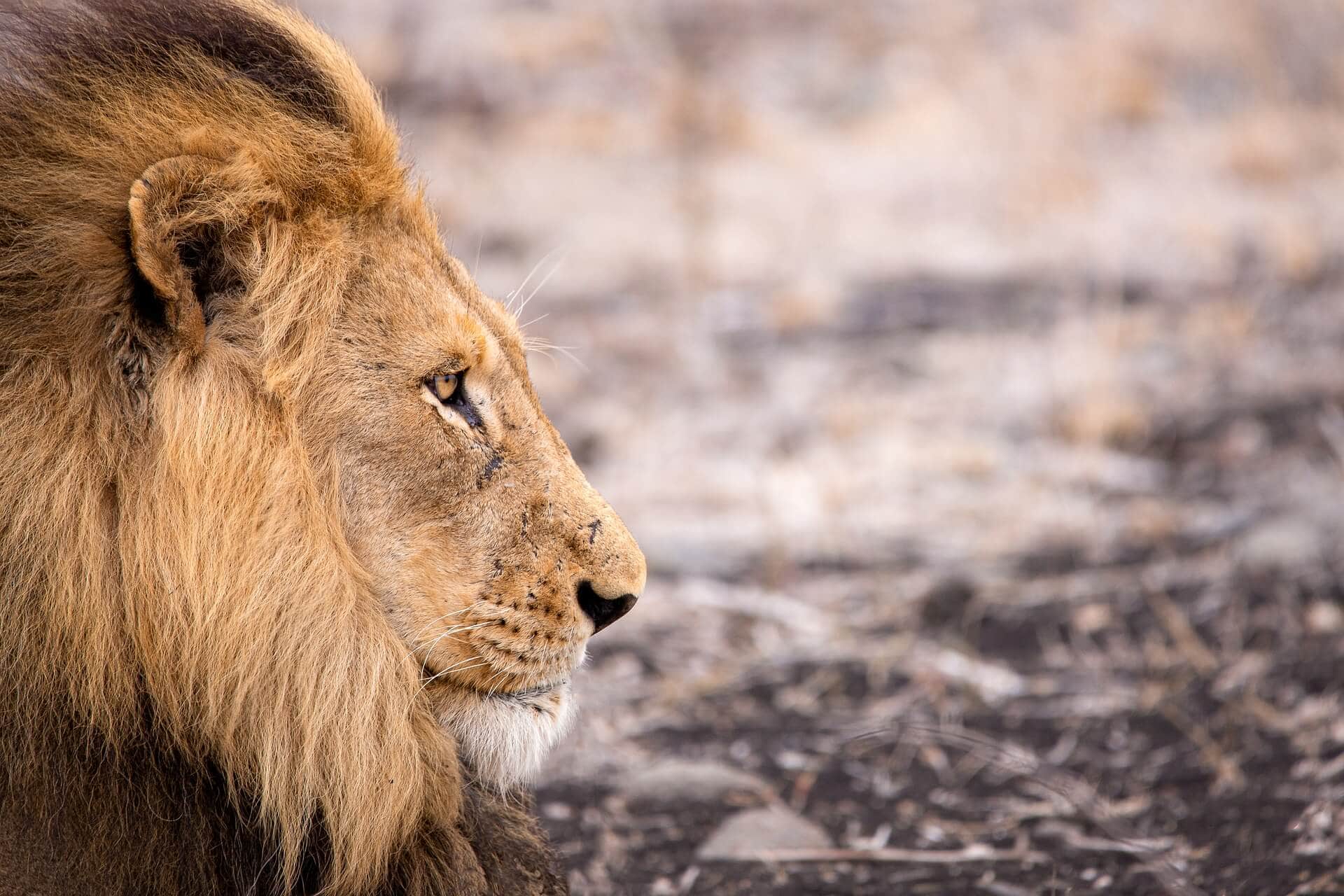 suedafrika-gay-gruppenreise-tiere-reise-buchen-rundreise-urlaub-fuer-schwule-planen-reisespezialist-mietwagenrundreise-safari suedafrika-gay-gruppenreise-tiere-reise-buchen-rundreise-urlaub-fuer-schwule-planen-reisespezialist-mietwagenrundreise-safari