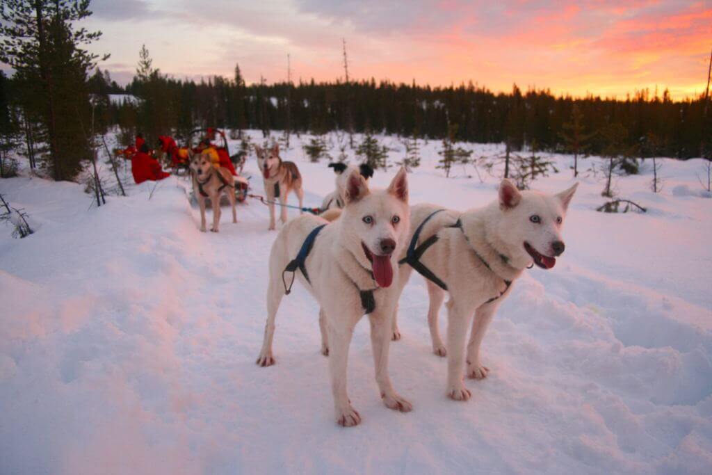 lappland-hundeschlitten-tour-frauen-reisen-lesbisch-unterwegs-buchen-finnland-winter-reise-planen lappland-hundeschlitten-tour-frauen-reisen-lesbisch-unterwegs-buchen-finnland-winter-reise-planen
