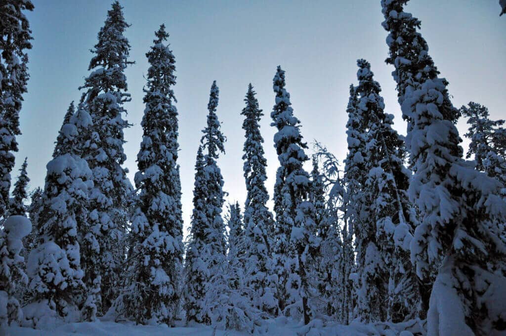 lappland-hundeschlitten-tour-gay-finnland-winter-reise-buchen-fuer-schwule lappland-hundeschlitten-tour-gay-finnland-winter-reise-buchen-fuer-schwule