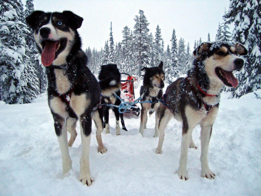 hundschlitten-gay-aktiv-reise-nordeuropa-finnisch-lappland-reise-buchen-spezialist-fuer-nordeuropa-schwul-reisen-winter hundschlitten-gay-aktiv-reise-nordeuropa-finnisch-lappland-reise-buchen-spezialist-fuer-nordeuropa-schwul-reisen-winter