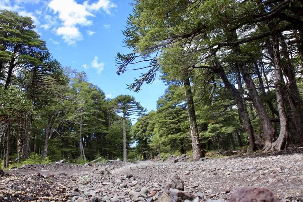 chile-fuer-lgbt-wanderreise-rundreise-nationalpark-roadtrip-anden-reiseidee-chile-reiseblog-schwul-gay-reisen-reiseidee chile-fuer-lgbt-wanderreise-rundreise-nationalpark-roadtrip-anden-reiseidee-chile-reiseblog-schwul-gay-reisen-reiseidee