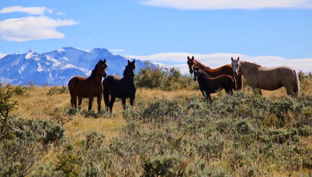 puerto-natales-gay-chile-rundreise-wilde-pferde-lgbt-schwul-lesbisch-maßgeschneidert-individualreise-aktivurlaub-reise-urlaub-männer-frauen puerto-natales-gay-chile-rundreise-wilde-pferde-lgbt-schwul-lesbisch-maßgeschneidert-individualreise-aktivurlaub-reise-urlaub-männer-frauen