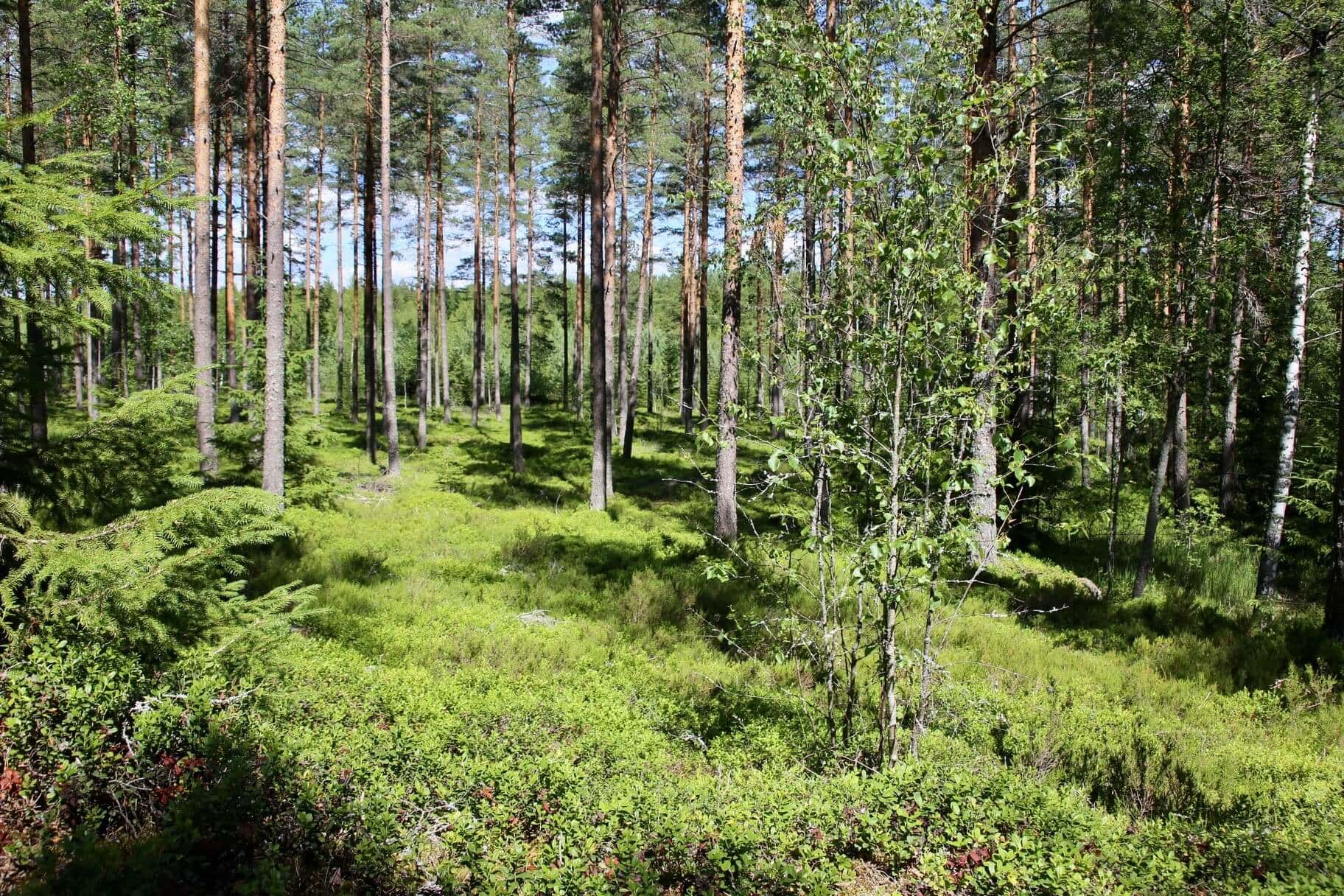 gay-urlaub-reise-nach-finnland-reiseblog gay-urlaub-reise-nach-finnland-reiseblog