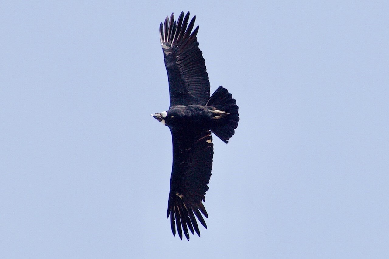 gay-reisen-condor-el-chalten-argentinien gay-reisen-condor-el-chalten-argentinien