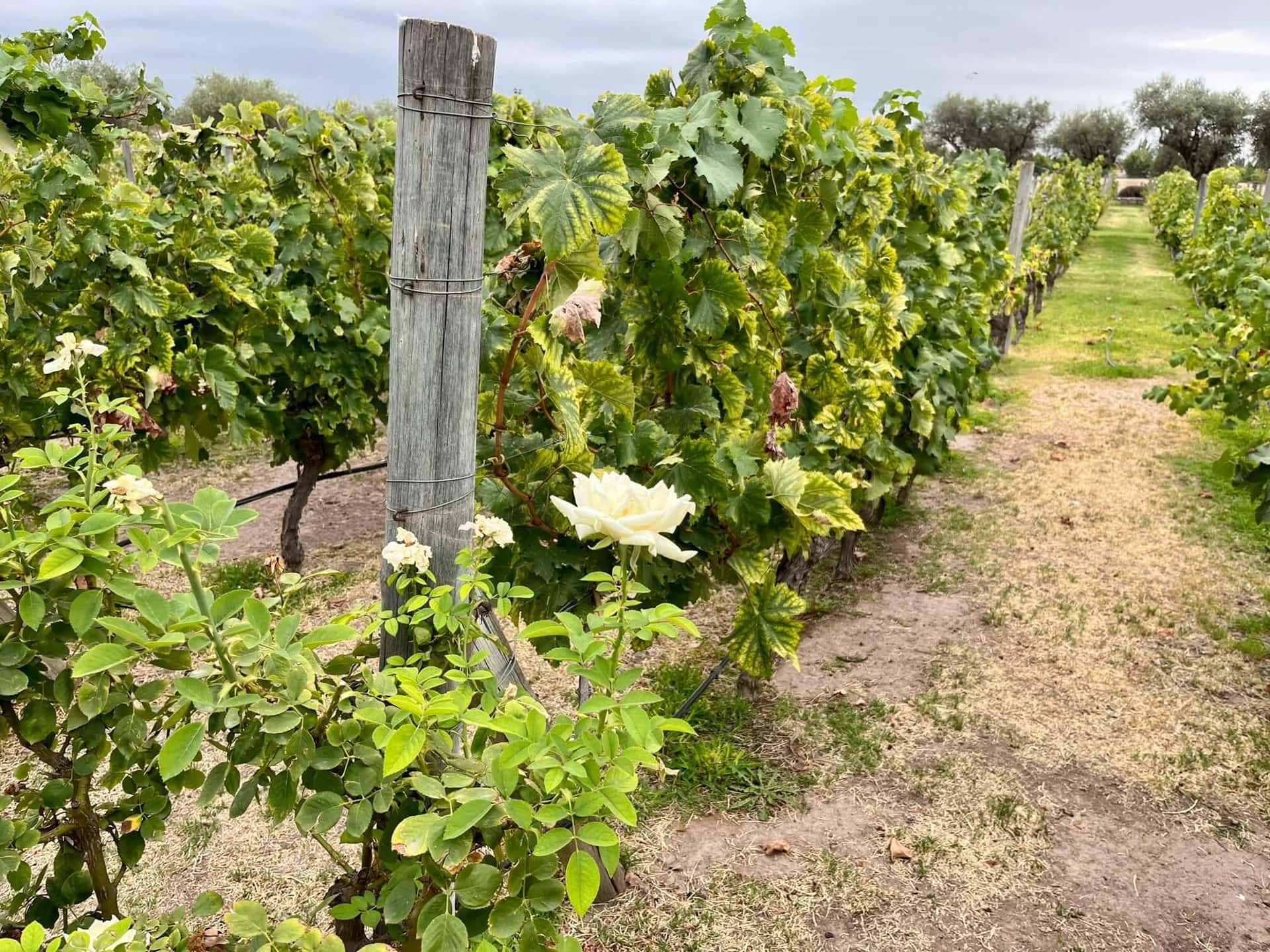 goholidate-reiseblog-weinregion-mendoza goholidate-reiseblog-weinregion-mendoza