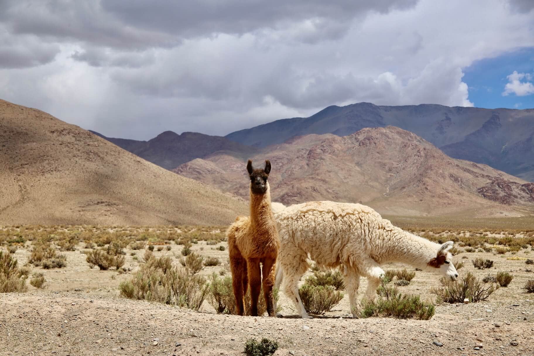 gay-reisende-urlaub-fuer-argentinien-salta gay-reisende-urlaub-fuer-argentinien-salta