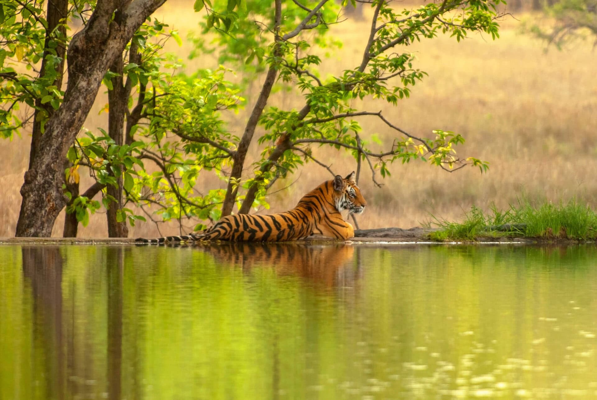 gay-urlaub-rundreise-indien-Ranthambore gay-urlaub-rundreise-indien-Ranthambore