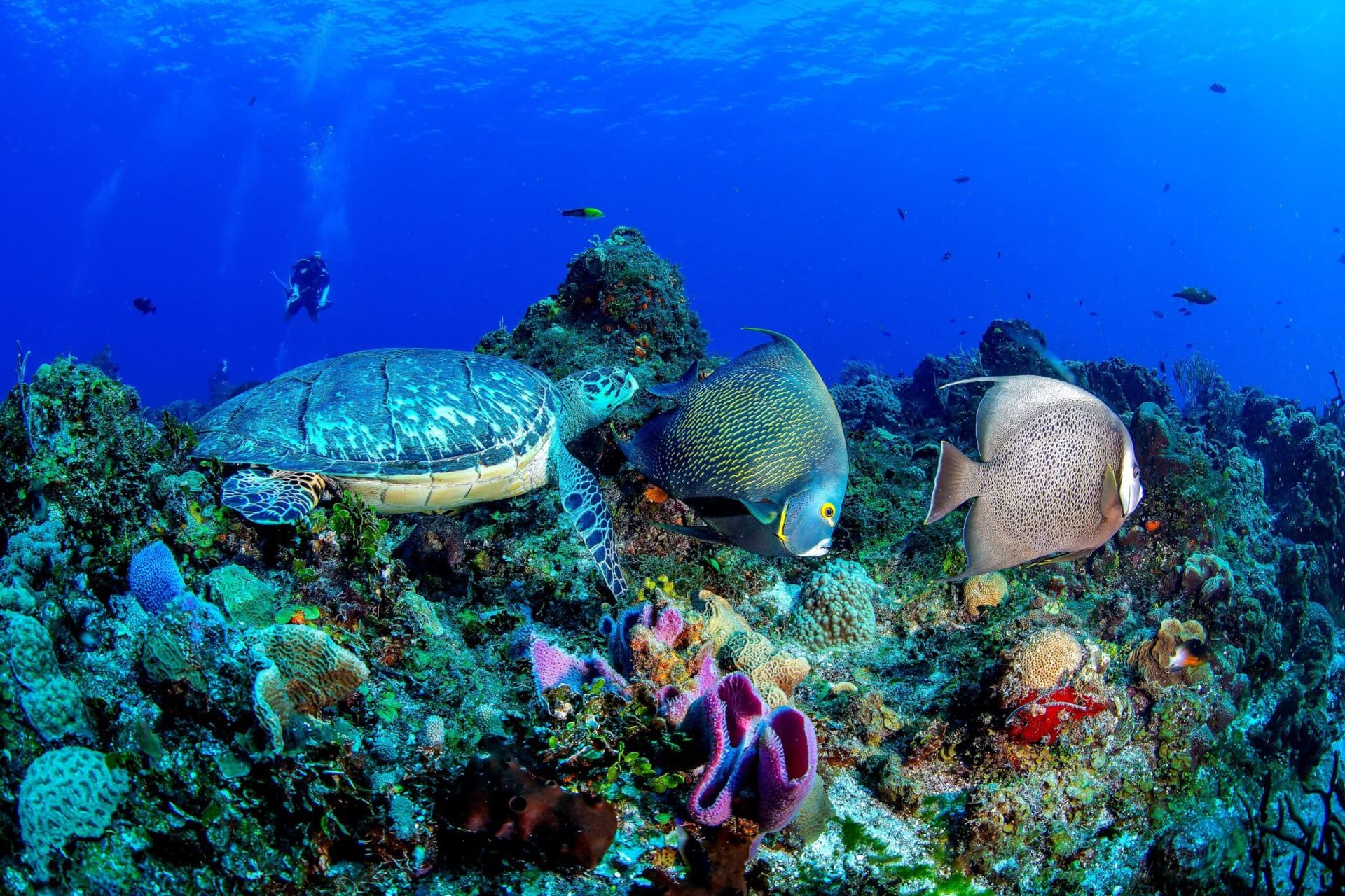 mexiko-karibik-strand-tauchen-korallenriff-gay-kreuzfahrt-luxus-lgbtqia+-cruise-explora-journeys diving-cozumel-yucatan-mexiko-karibik-strand-tauchen-korallenriff-gay-kreuzfahrt-luxus-lgbtqia-cruise-explora-journeys