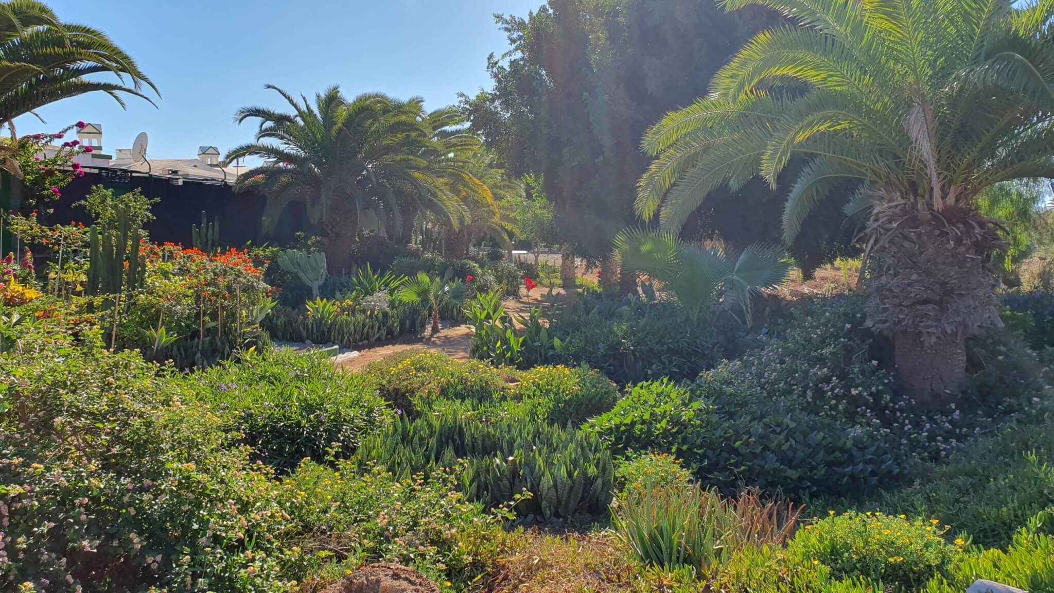 palmen-mietwagen-gay-gran-canaria-maspalomas-reise reise-blumen-palmen-mietwagen-gay-gran-canaria-maspalomas