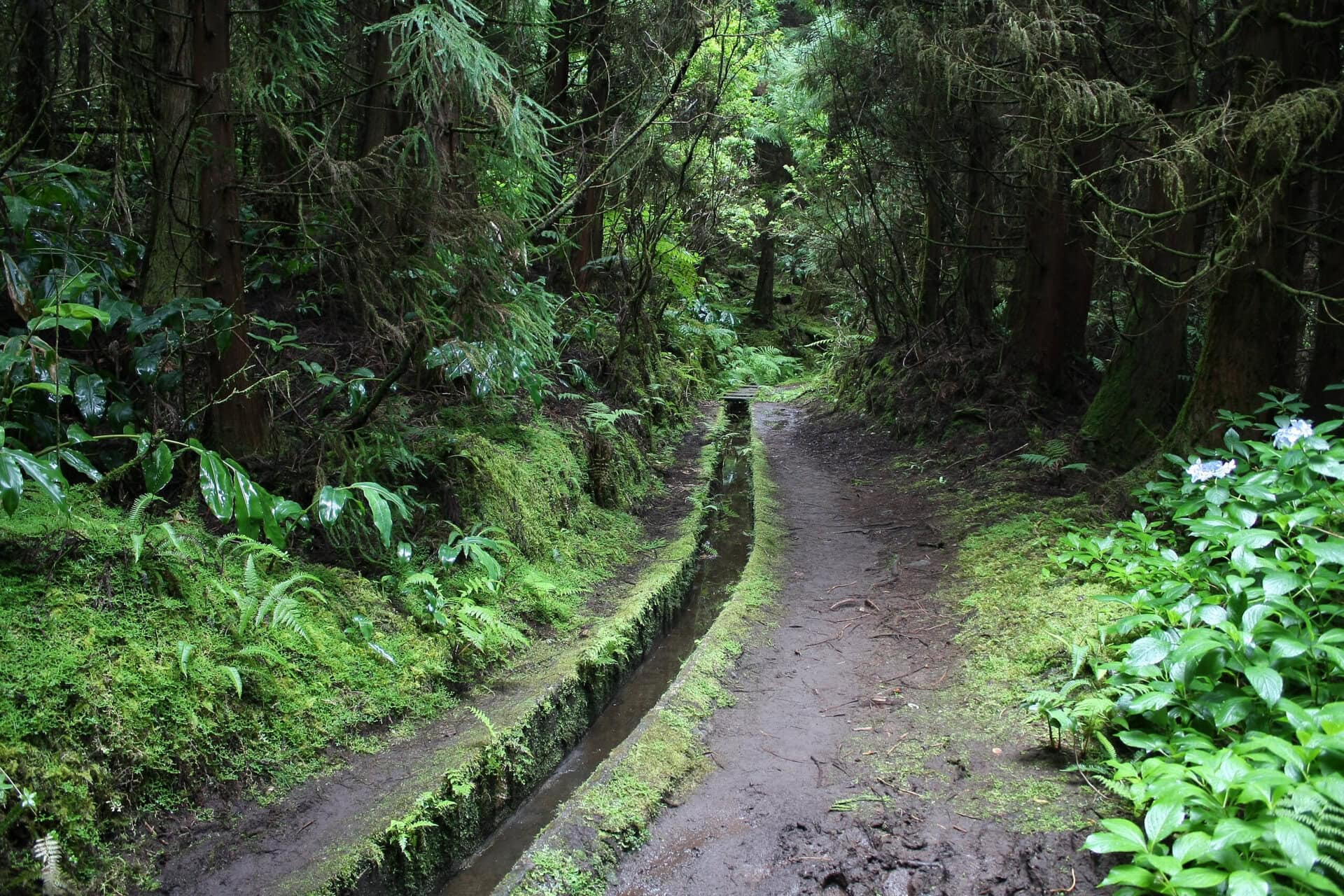 trail-on-faial-gay-reise-azoren-portugal-wanderung-urlaub-lgbtqia-levada-alter-wasserlauf alter-wasserlauf-trail-on-faial-gay-reise-azoren-portugal-wanderung-urlaub-lgbtqia+-levada