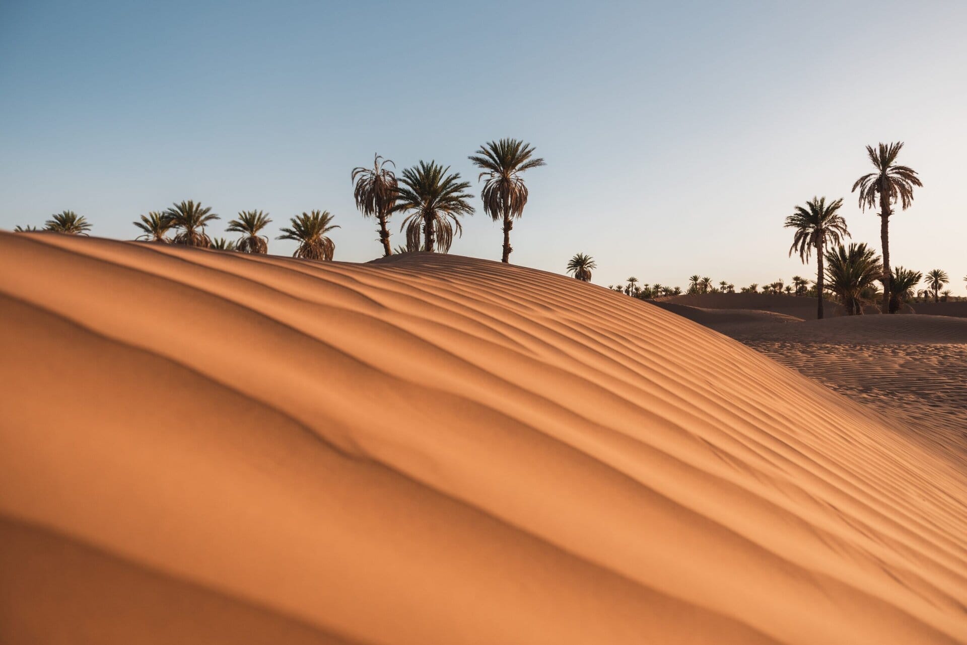 el-ghizlan-morocco-M'hamid-gay-reise-marokko-trekking-tour-wueste-sand-duene-palmen gay-reise-marokko-trekking-tour-wueste-sand-duene-palmen-m'hamid