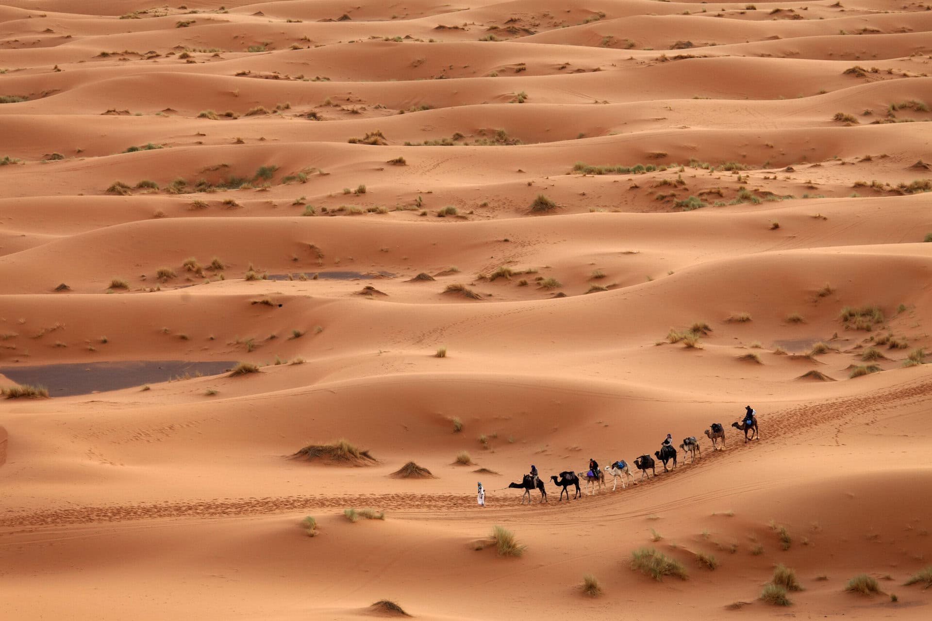 desert-sahara,-camel-ride-caravan-Ride,Caravan gay-reise-marokko-trekking-tour-wueste-sand-karavane-duenen-ride-caravan