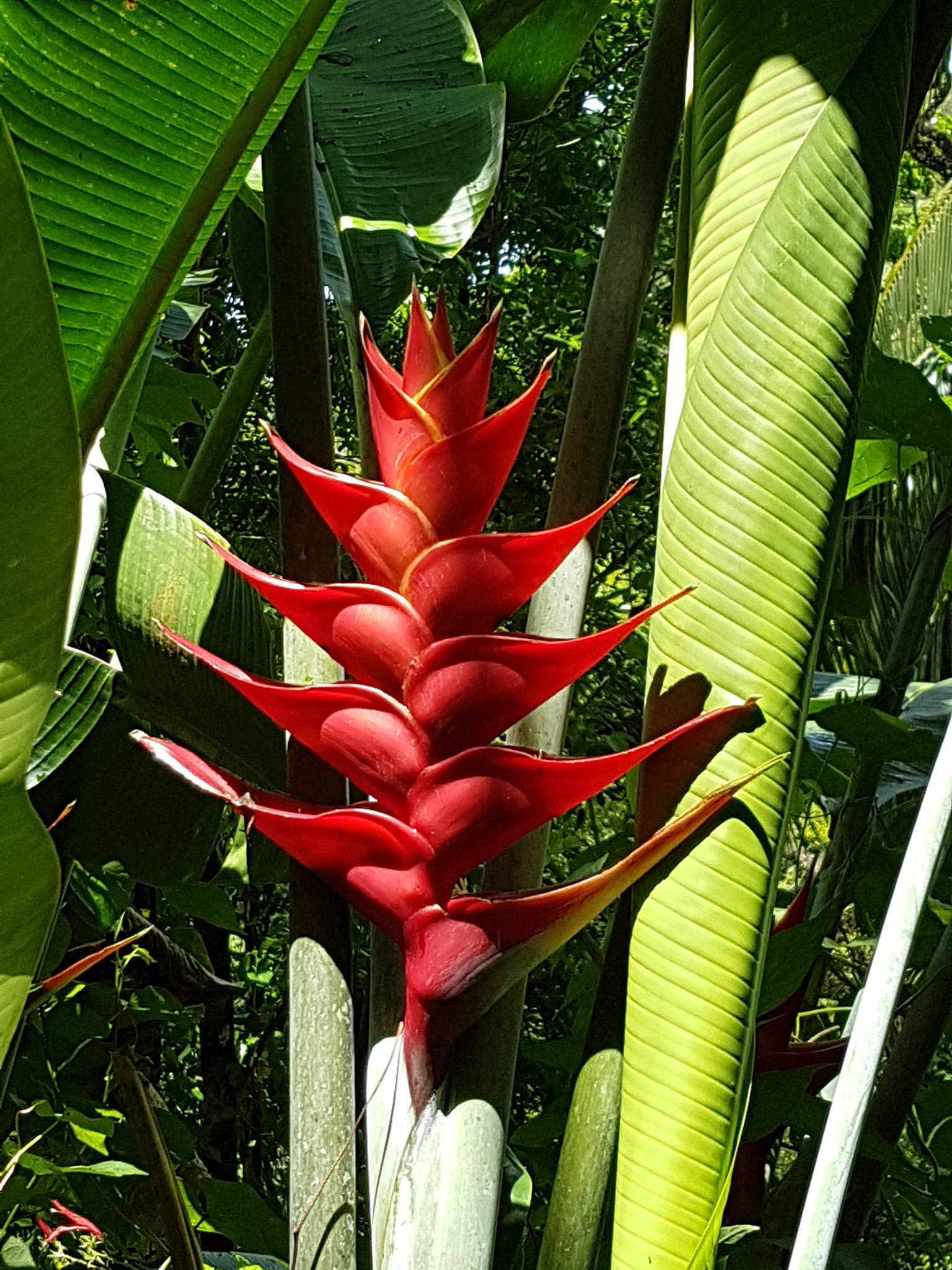 gay-reiseblog-martinique-reise-karibik-lgbtqia+-urlaub-sonne-strand-meer-insel-antillen antillen-gay-reiseblog-martinique-reise-karibik-lgbtqia+-urlaub-sonne-strand-meer-insel