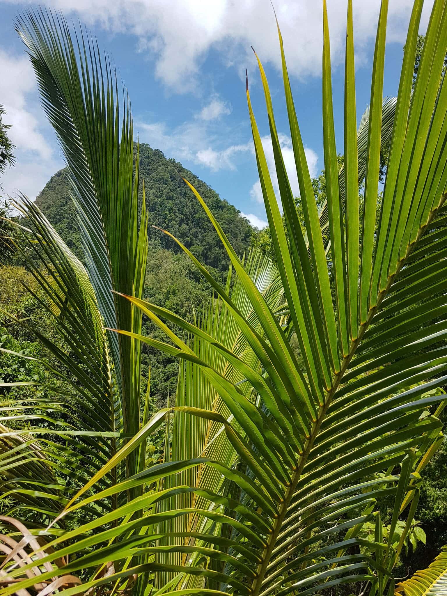 gay-reiseblog-martinique-reise-karibik-lgbtqia+-urlaub-sonne-strand-meer-insel-antillen antillen-gay-reiseblog-martinique-reise-karibik-lgbtqia+-urlaub-sonne-strand-meer-insel