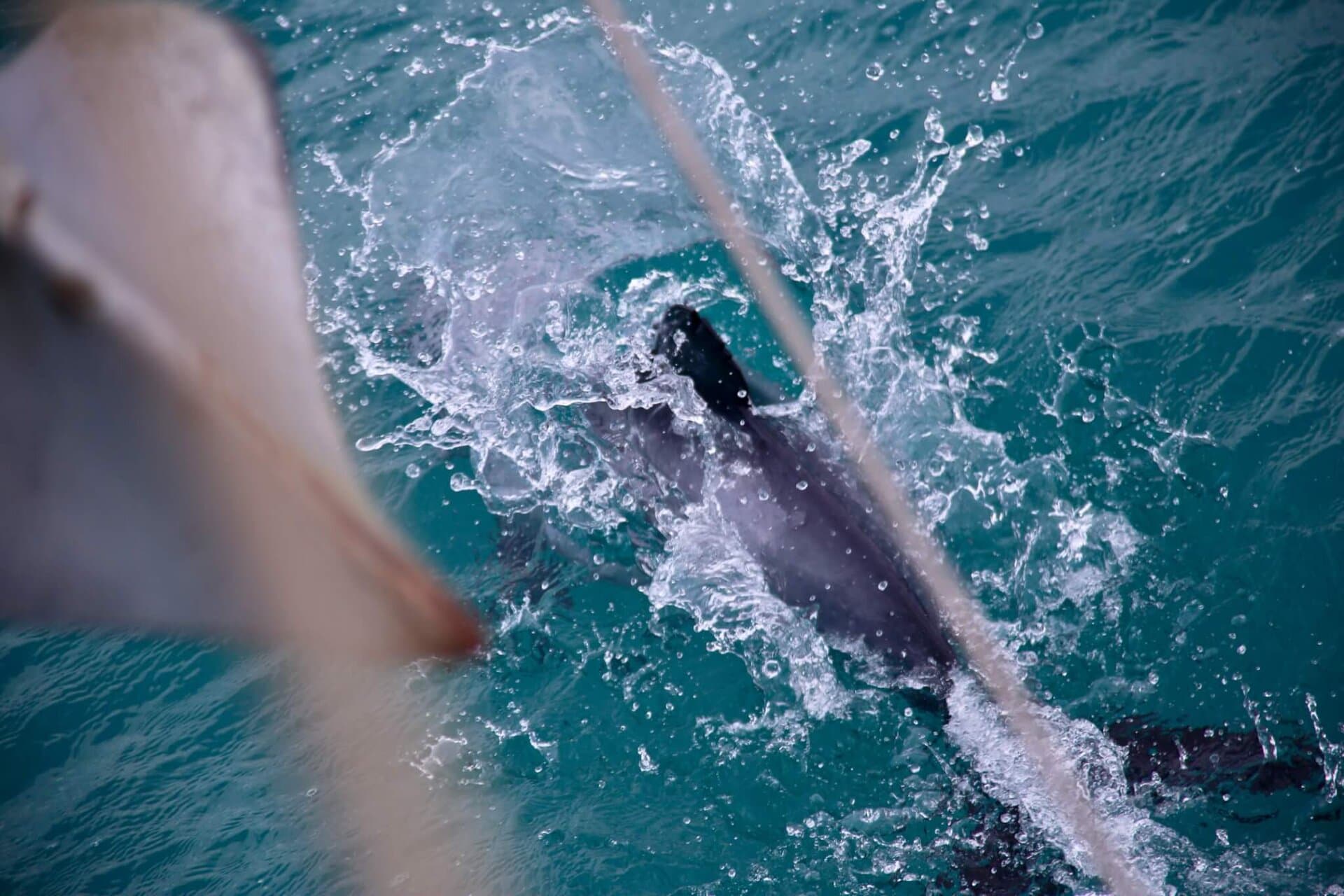 gay-reiseblog-neuseeland-reise-lgbtqia+-urlaub-inseln-strand-surfer-meer-natur-landschaften-südwestpazifik südwestpazifik-gay-reiseblog-neuseeland-reise-lgbtqia+-urlaub-inseln-strand-surfer-meer-natur-landschaften