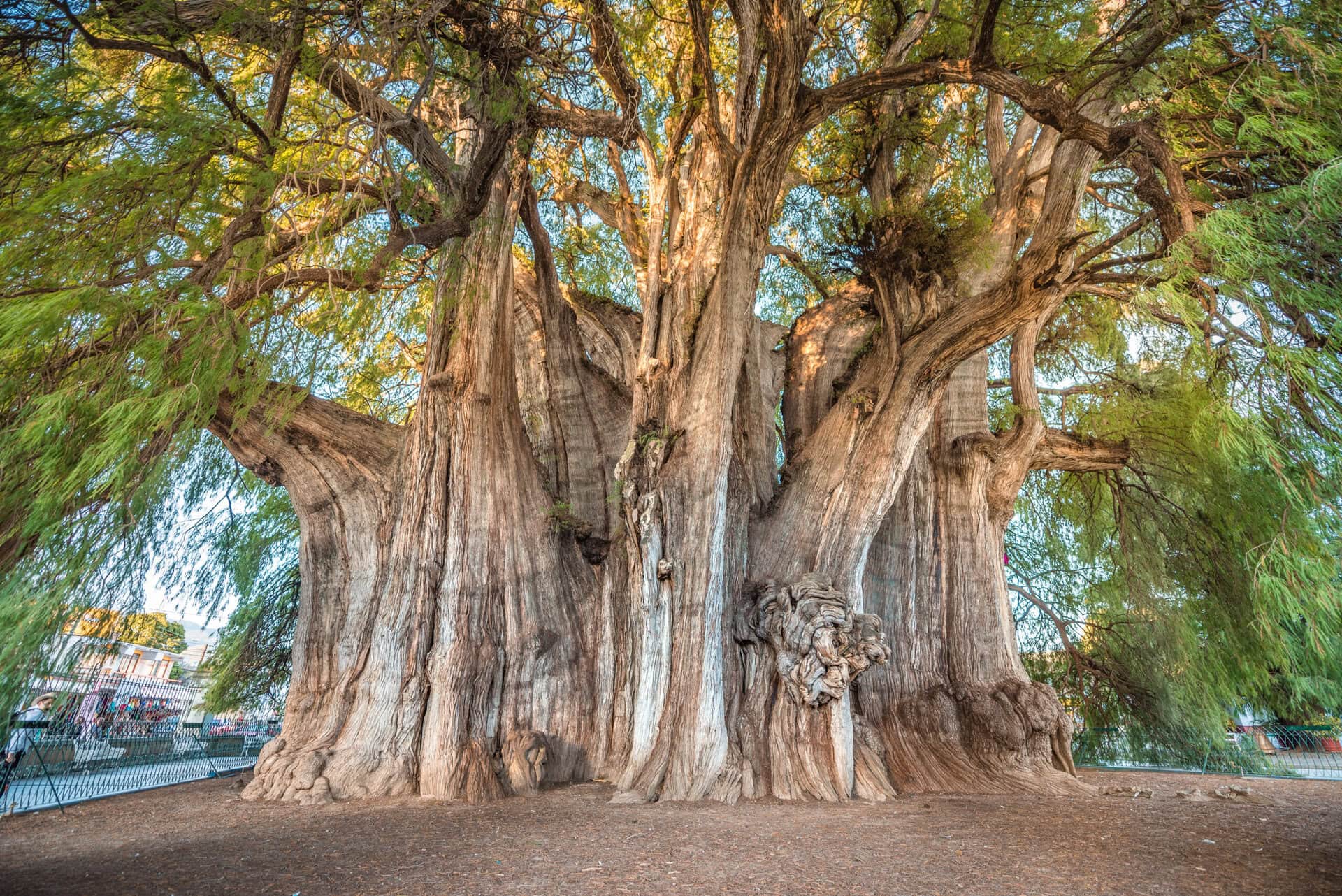 el-tule-the-biggest-tree-of-the-world-gay-reise-mexiko-urlaub-wandern-lgbtqia-weltweit-aeltester-baum ältester-baum-el-tule-the-biggest-tree-of-the-world-gay-reise-mexiko-urlaub-wandern-lgbtqia-weltweit
