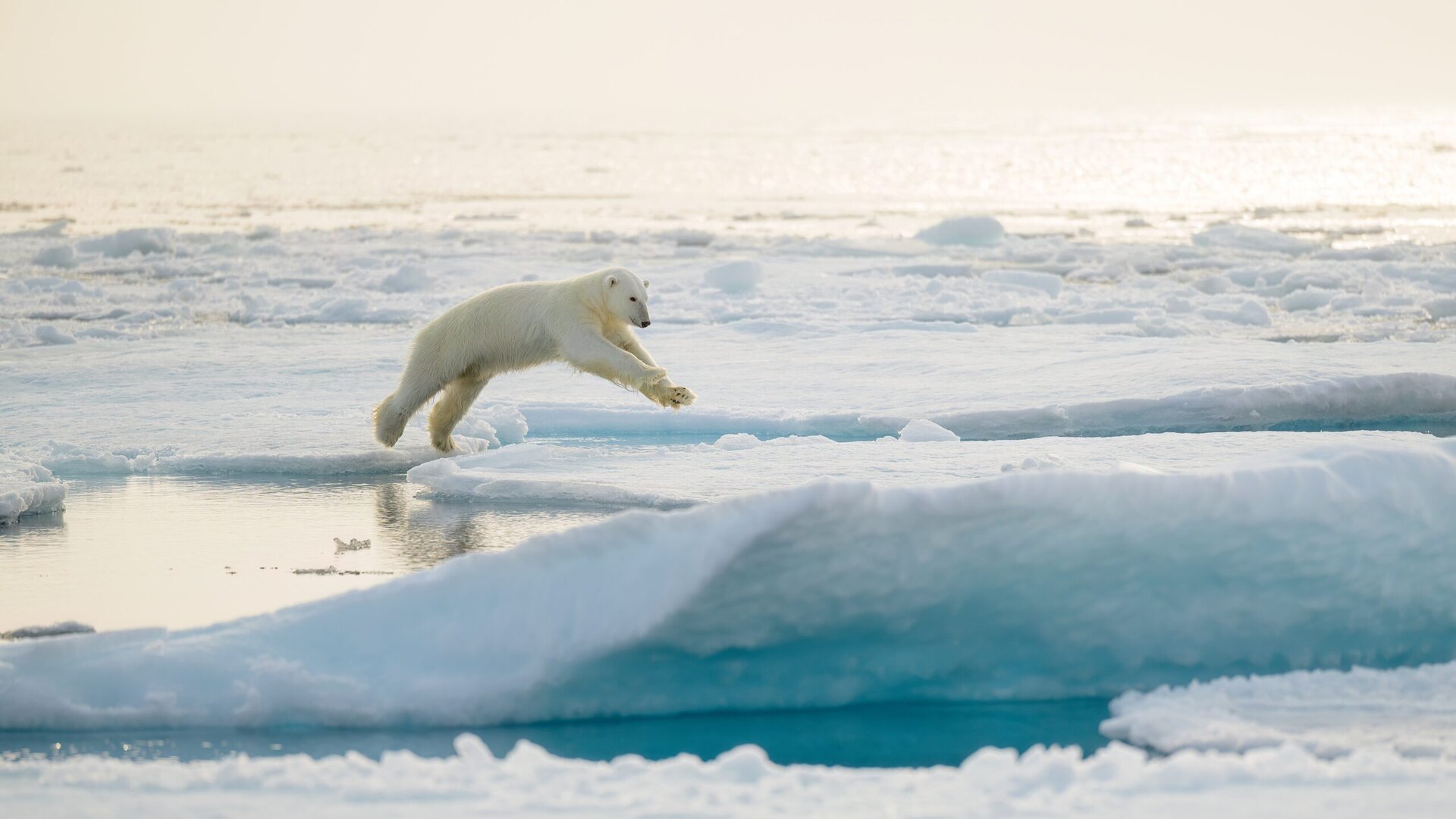 lgbtqia+-on-ice-and-snow-svalbard-norway-polar-bear-svalbard-hurtigruten-gay-reise-spitzbergen-polar-arktis-norwegen-schiff-eisberg-kreuzfahrt-eisbaer