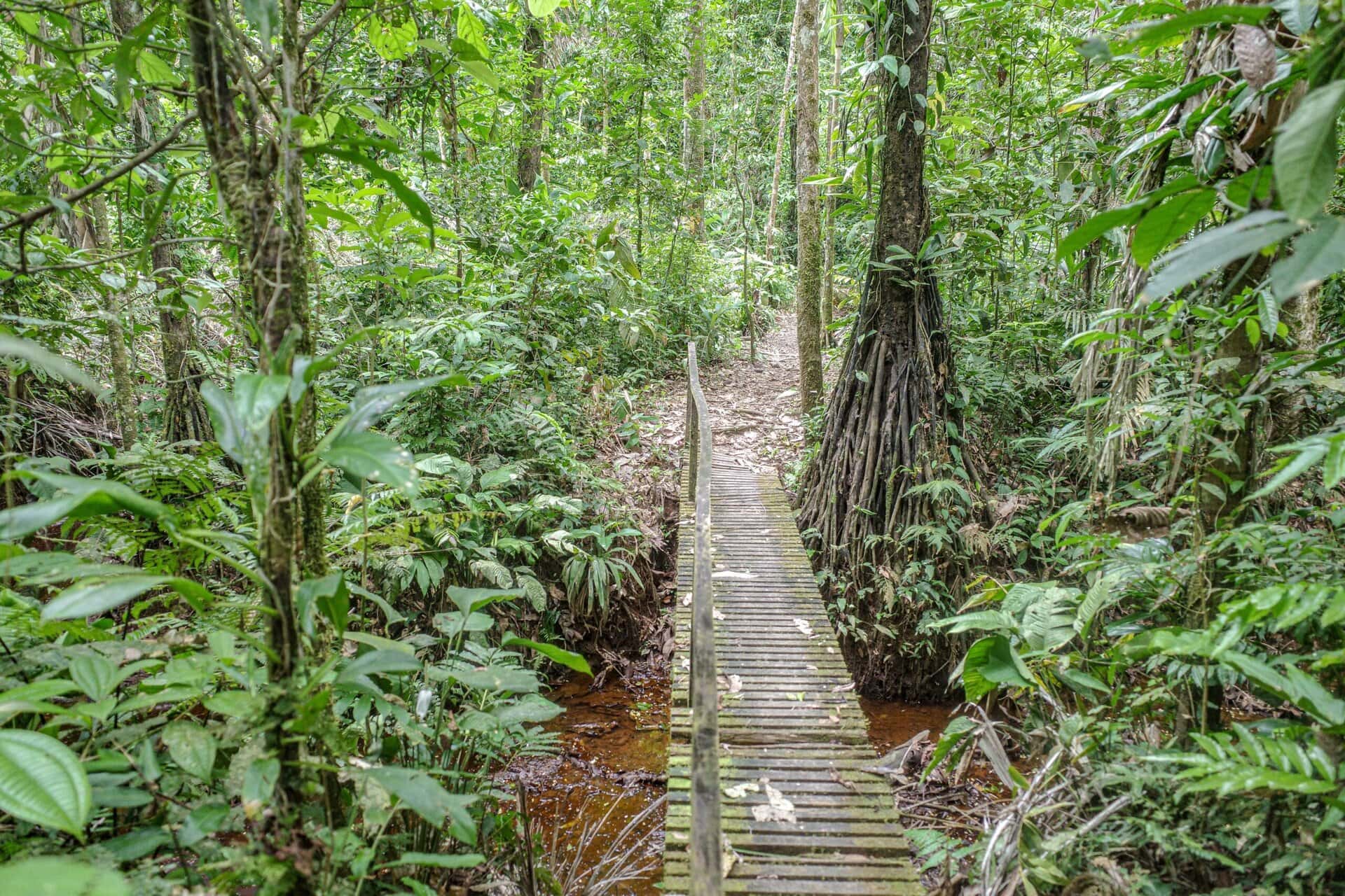 gay-peru-brasilien-reise-urlaub-regenwald