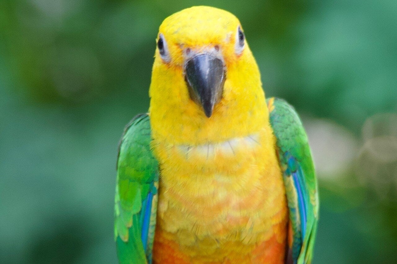 amazonas-regenwald-urlaub-reise-iguazu-gay-papagai