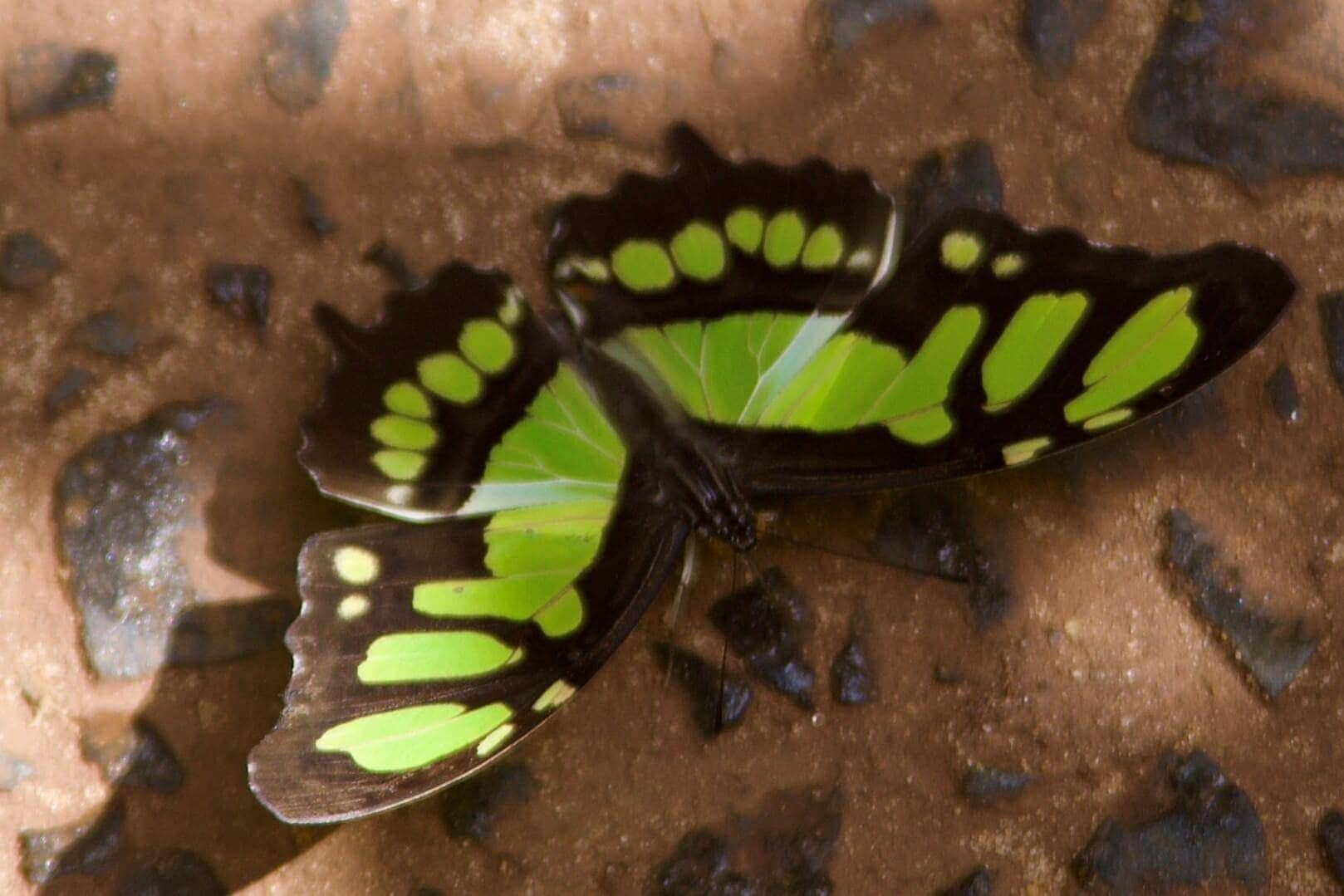 amazonas-regenwald-urlaub-reise-schmetterling