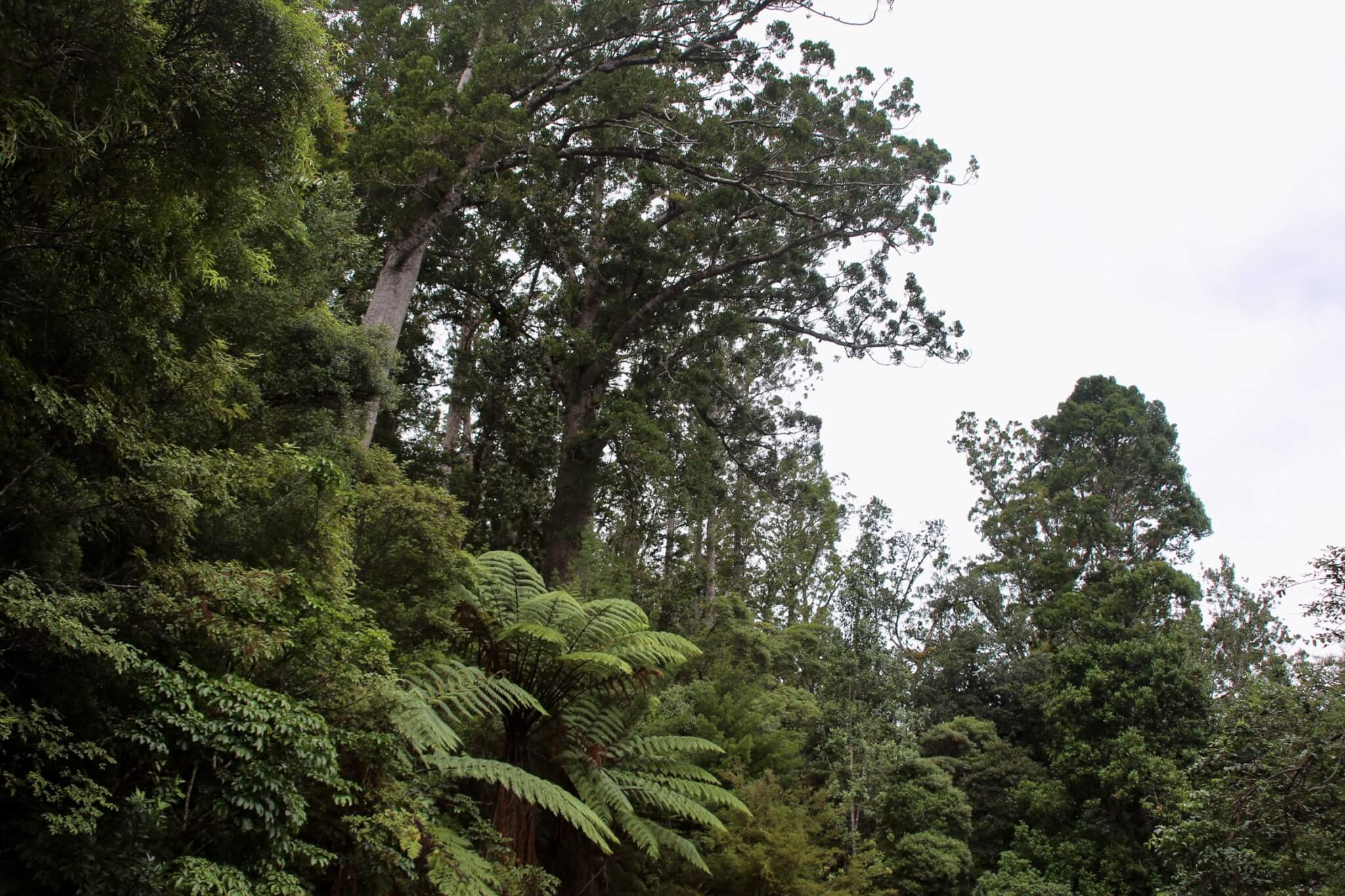 regenwald-peru-brasilien-amazonas-urlaub-urwald-vegetation