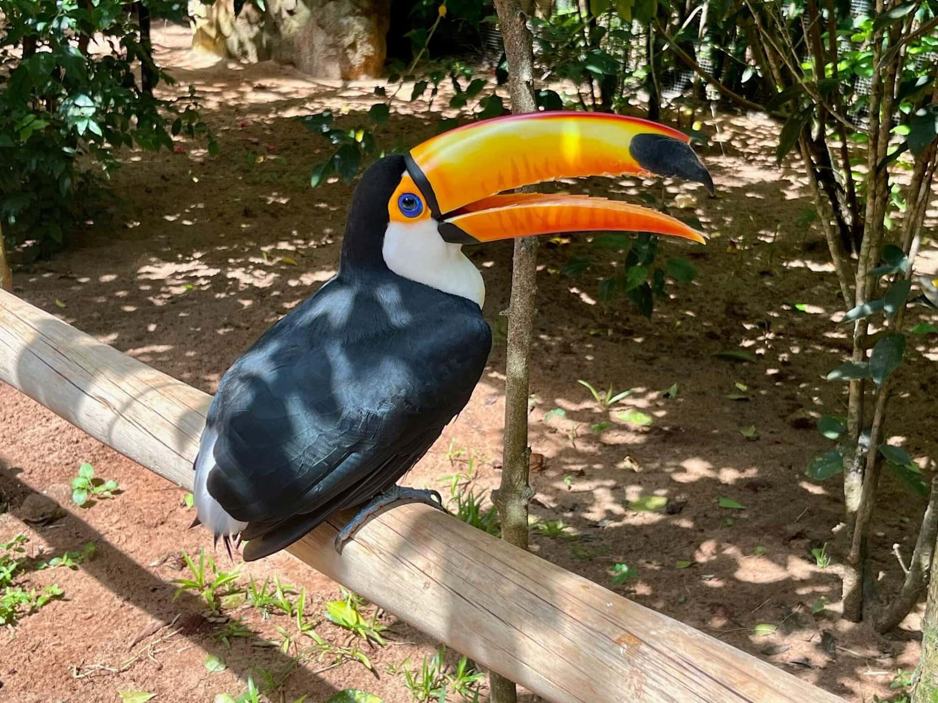 beruehmtheit-peru-brasilien-amazonas-reise-iguazu-vogel