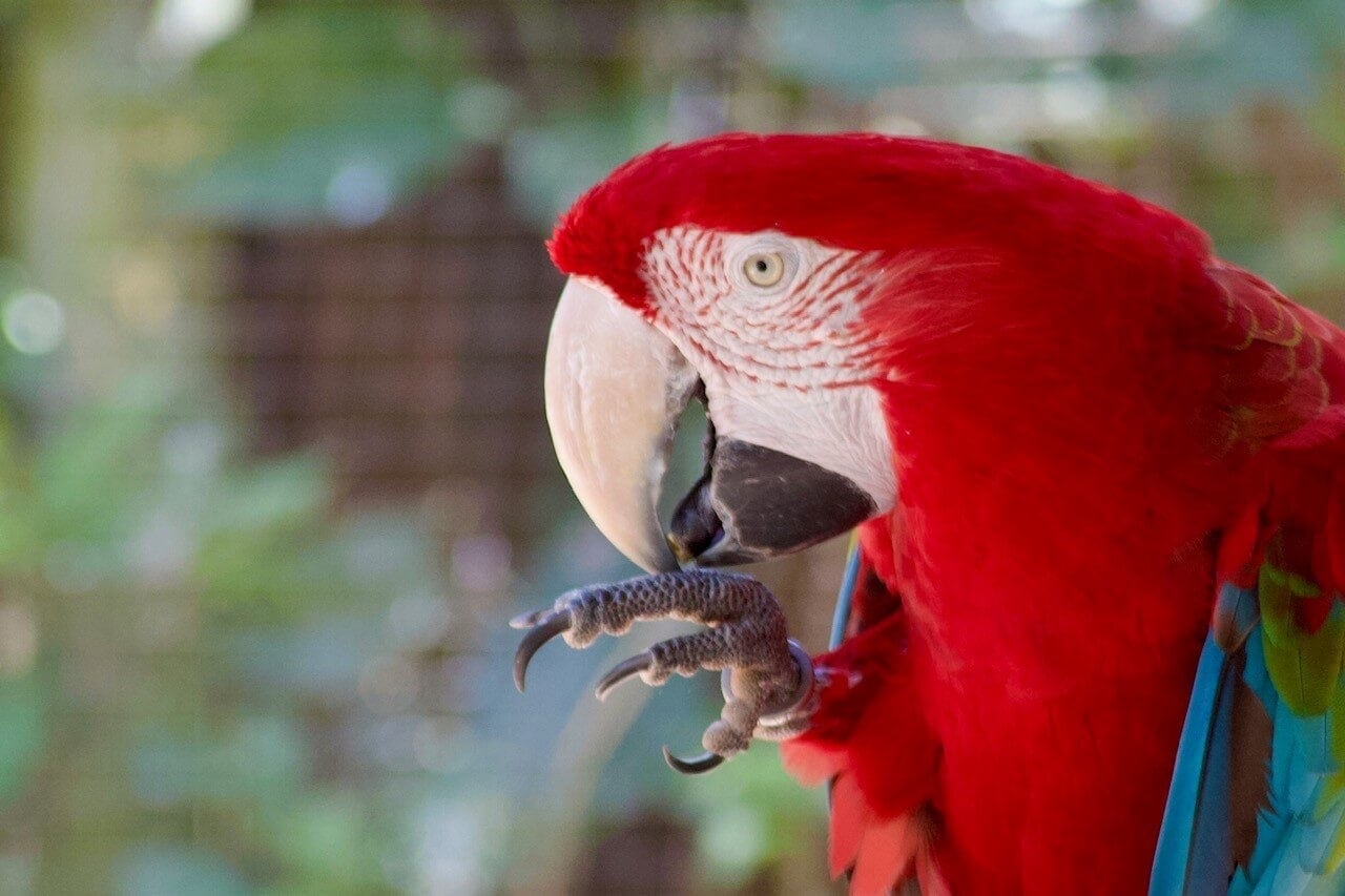 amazonas-regenwald-iguazu-aras