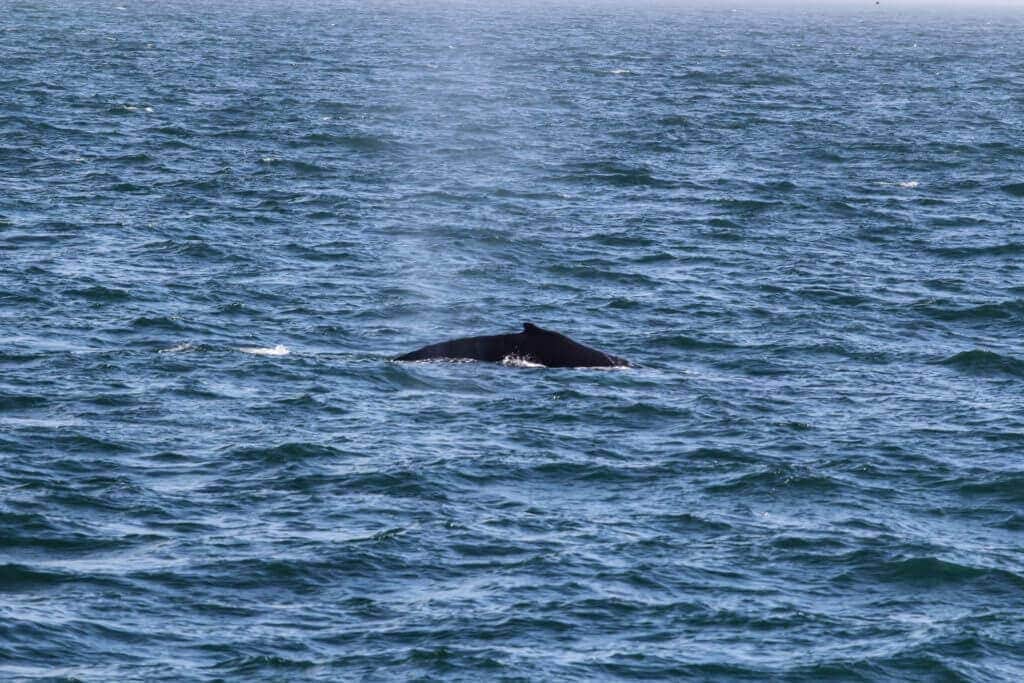 walewatching-cook-islands-reisen-buchen-australien-südsee