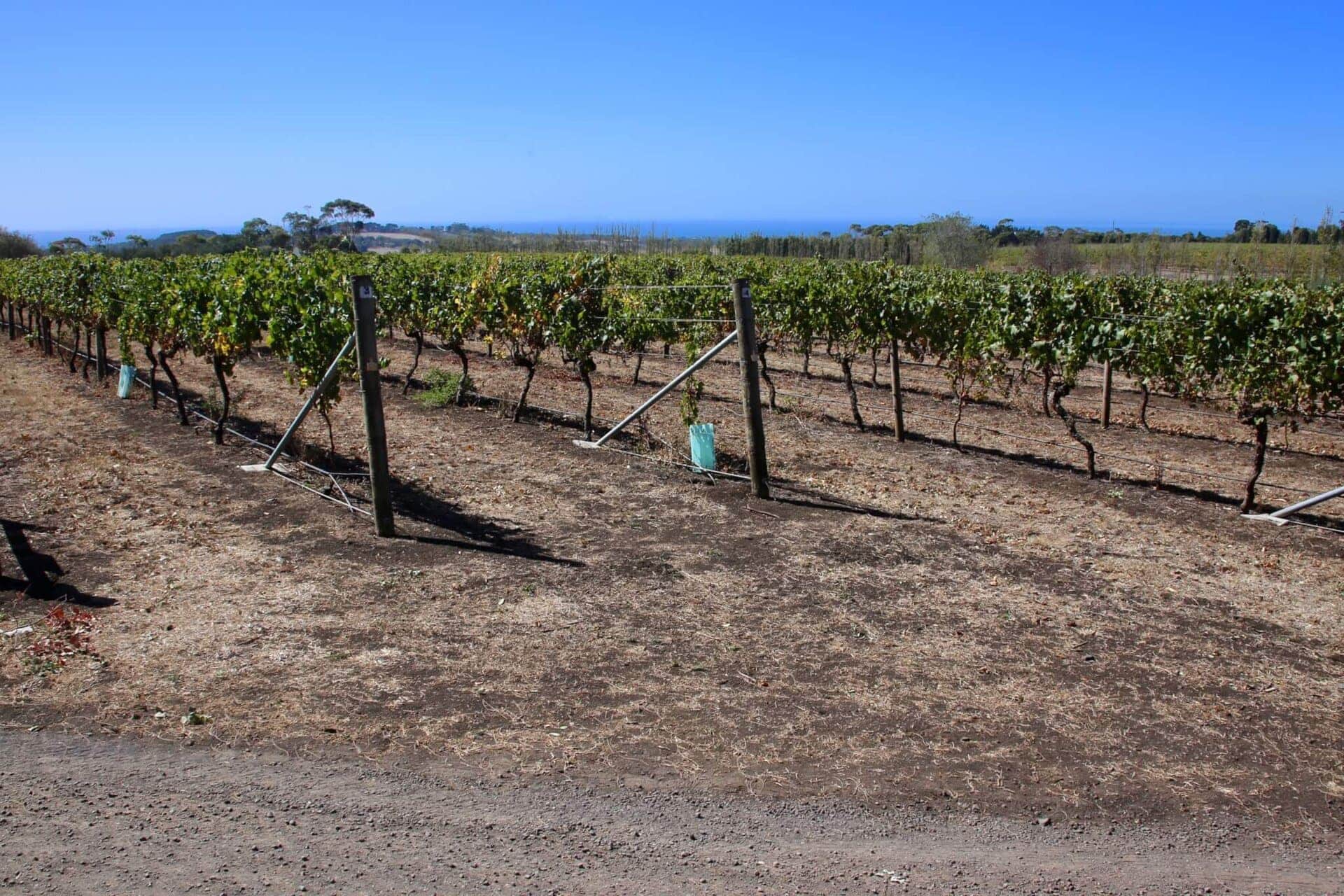 meer-wein-reben-südsee-australien-reisekombination
