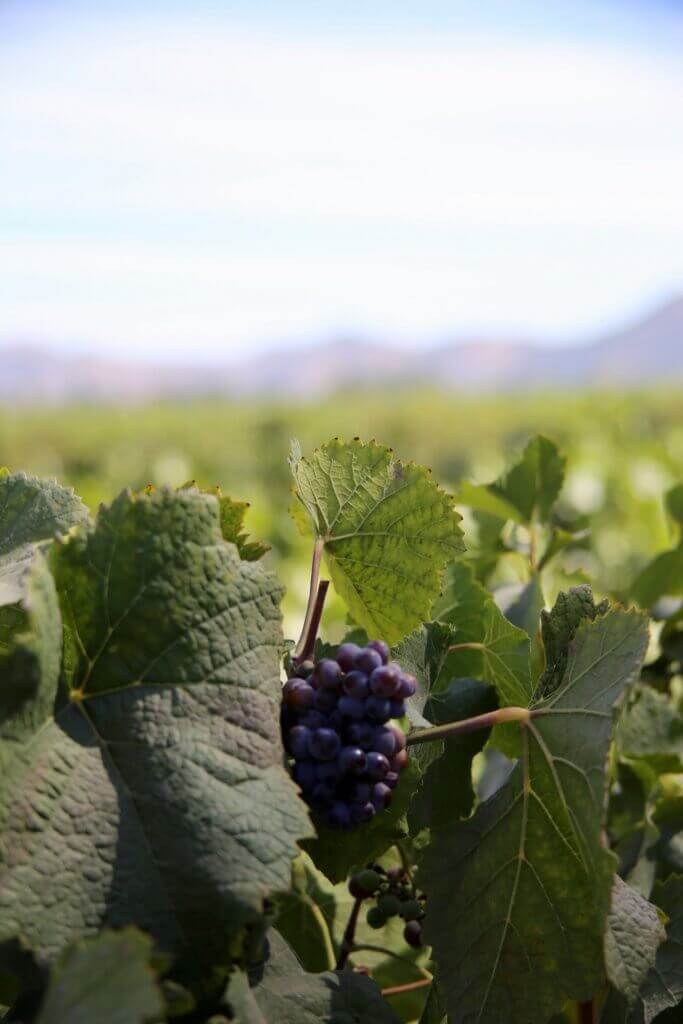 weinanbau-reiseidee-australien-südsee-reisekombination