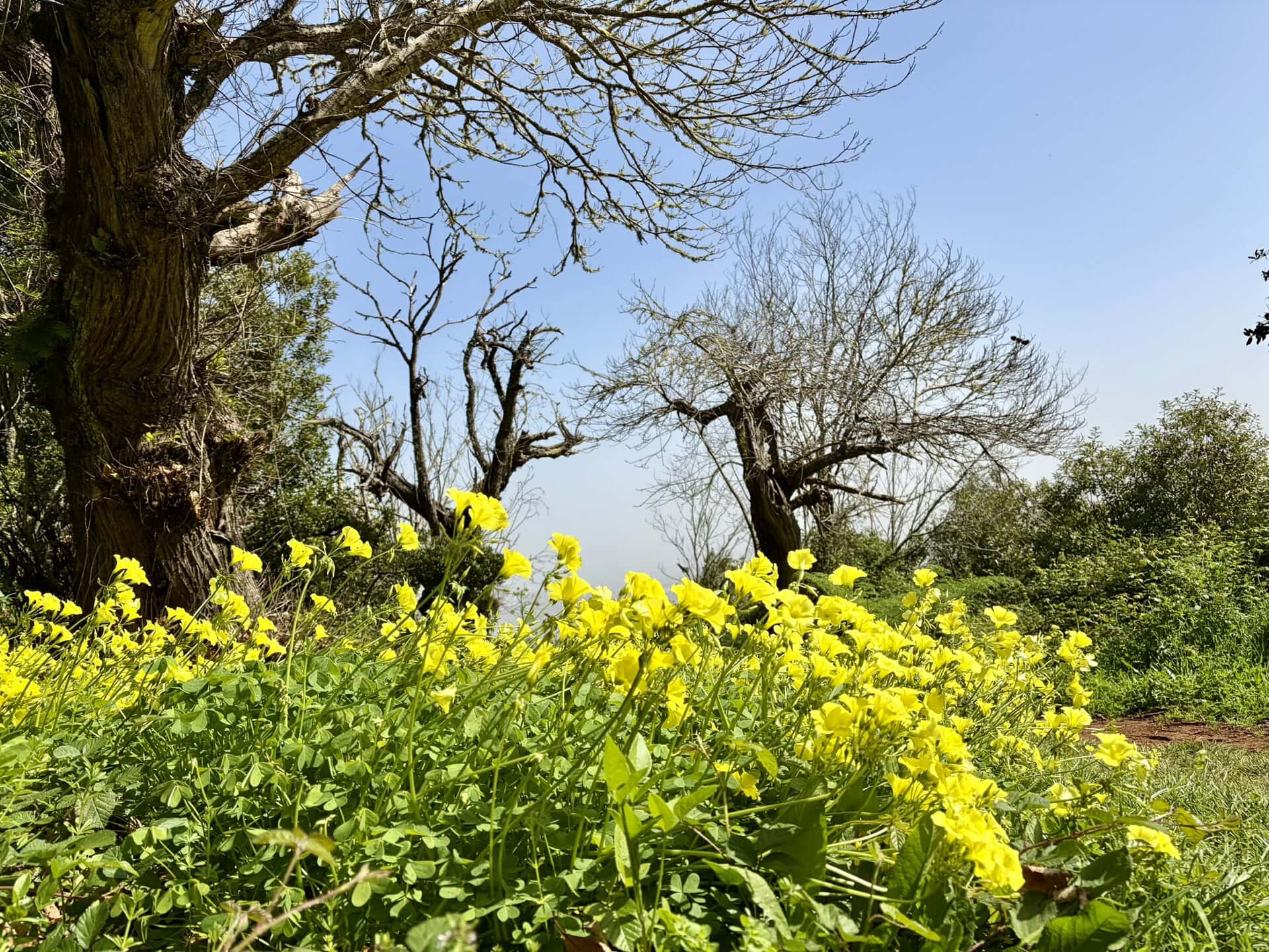 wanderreise-natur-gelbe-blumen-sonne-gay-reiseblog-gran-canaria