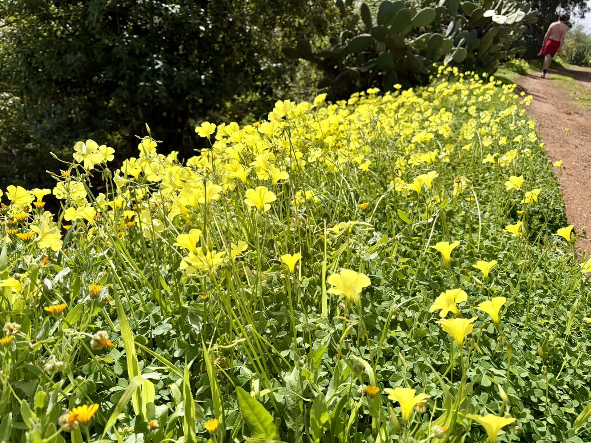 wanderreise-natur-sonne-gay-blumenmeer-reiseblog-gran-canaria