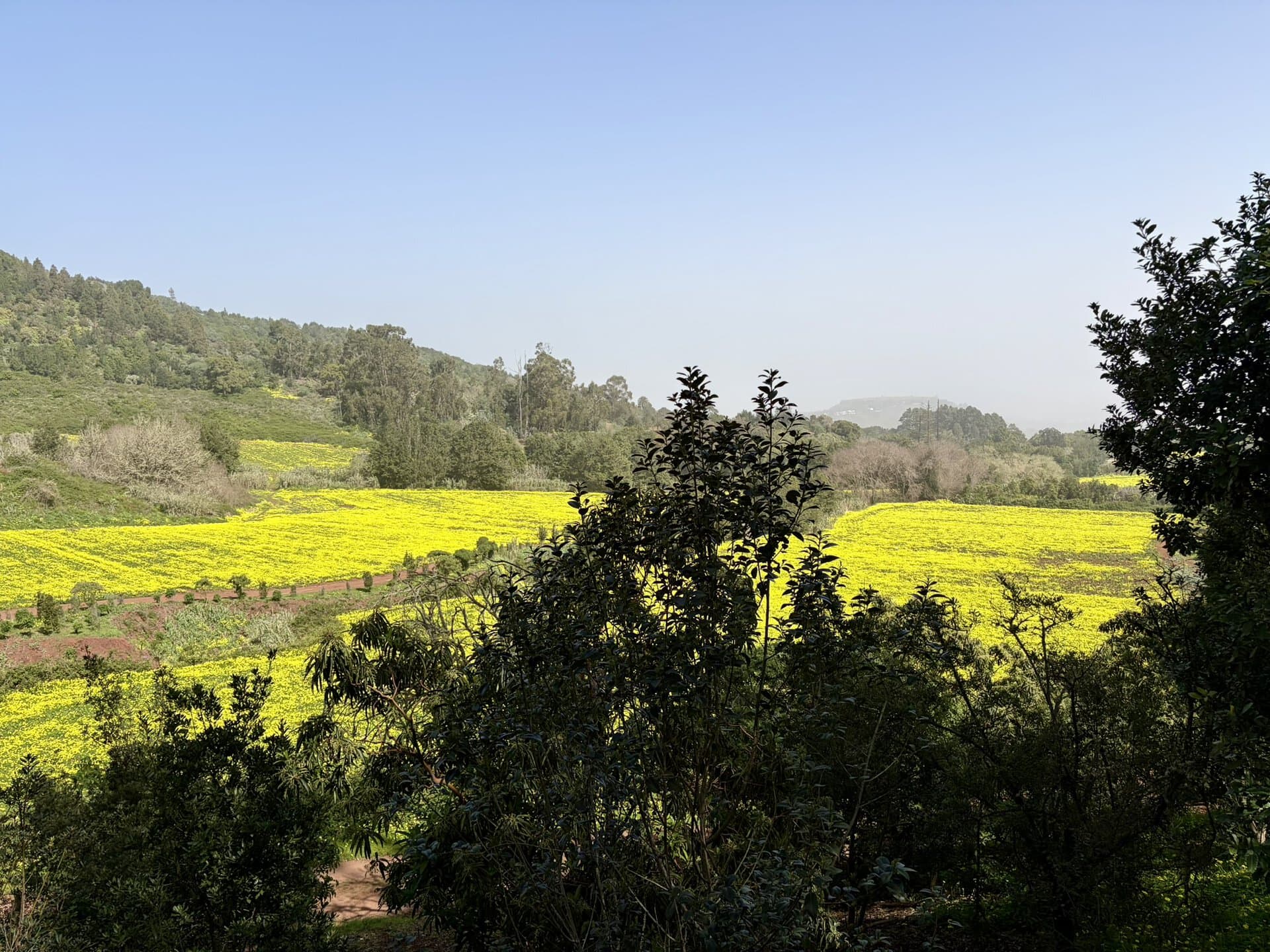 wanderreise-natur-sonne-grünes-tal-gay-reiseblog-gran-canaria
