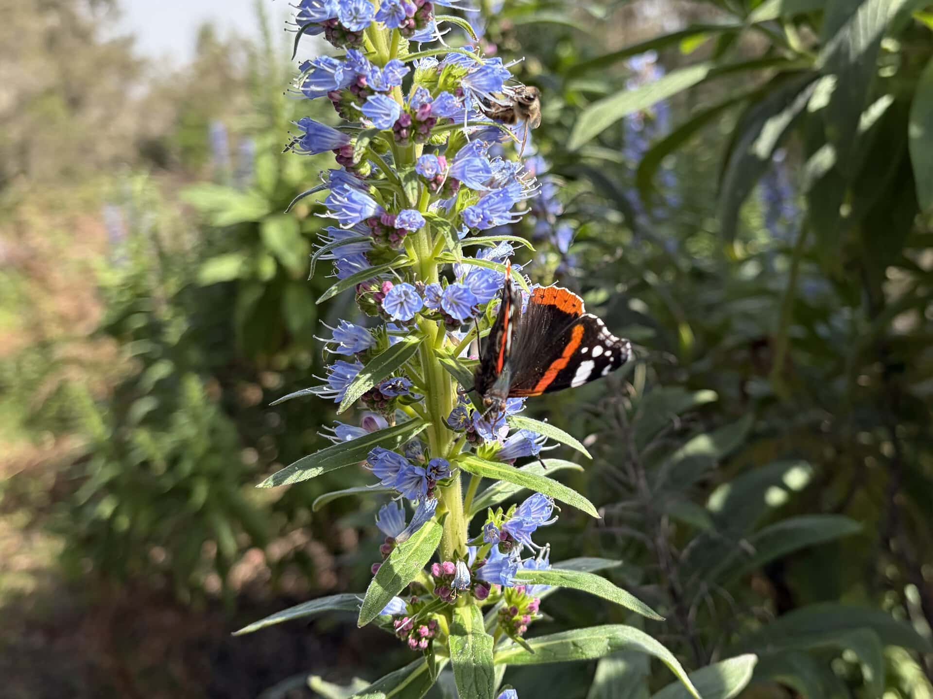 gran-canaria-wanderreise-natur-sonne-gay-reiseblog-schmetterling