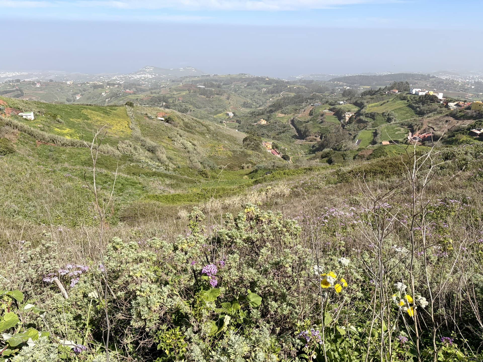 vegetation-gran-canaria-wanderreise-natur-sonne-gay-reiseblog