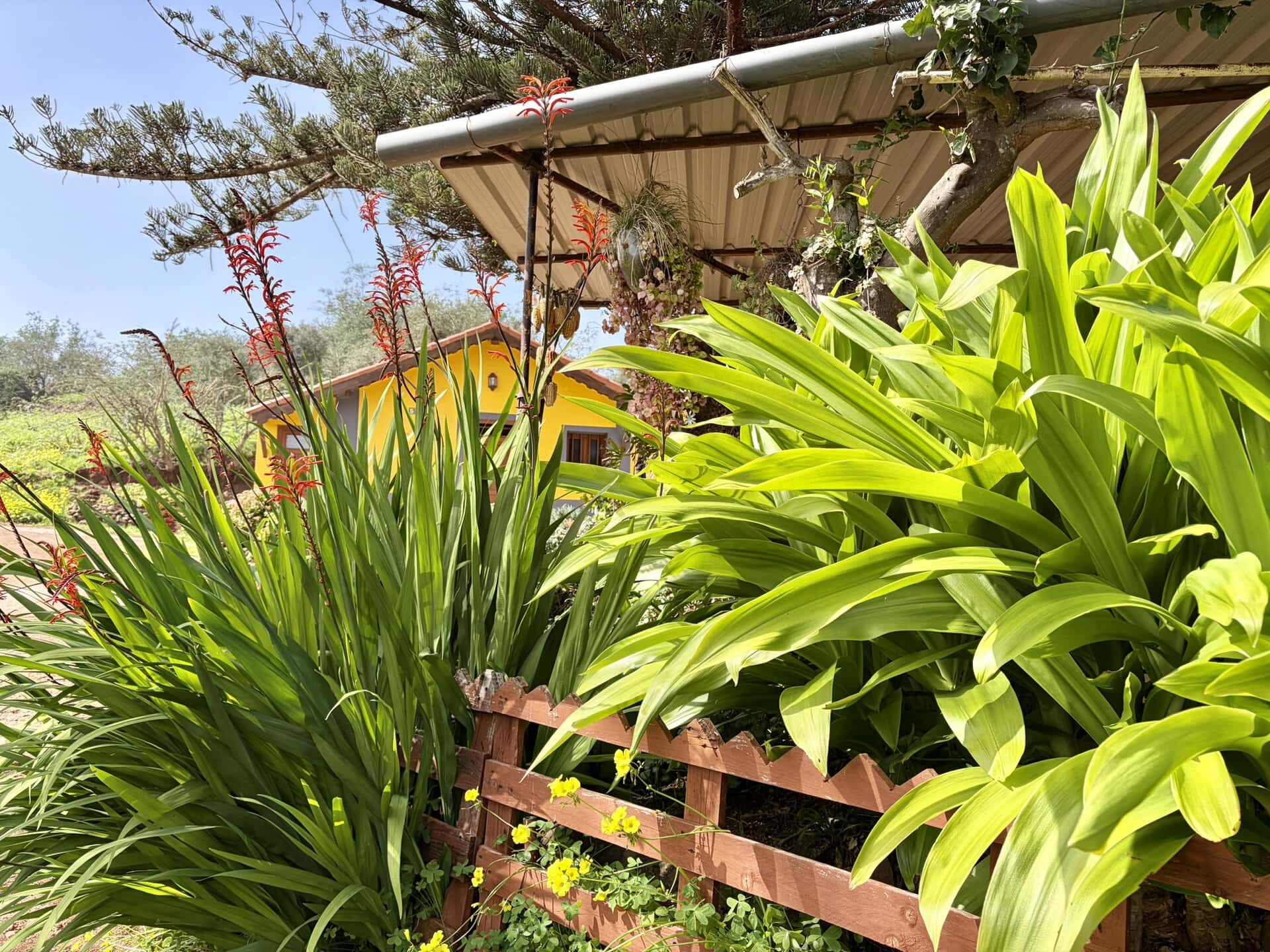 gran-canaria-pflanzen-wanderreise-natur-sonne-gay-reiseblog