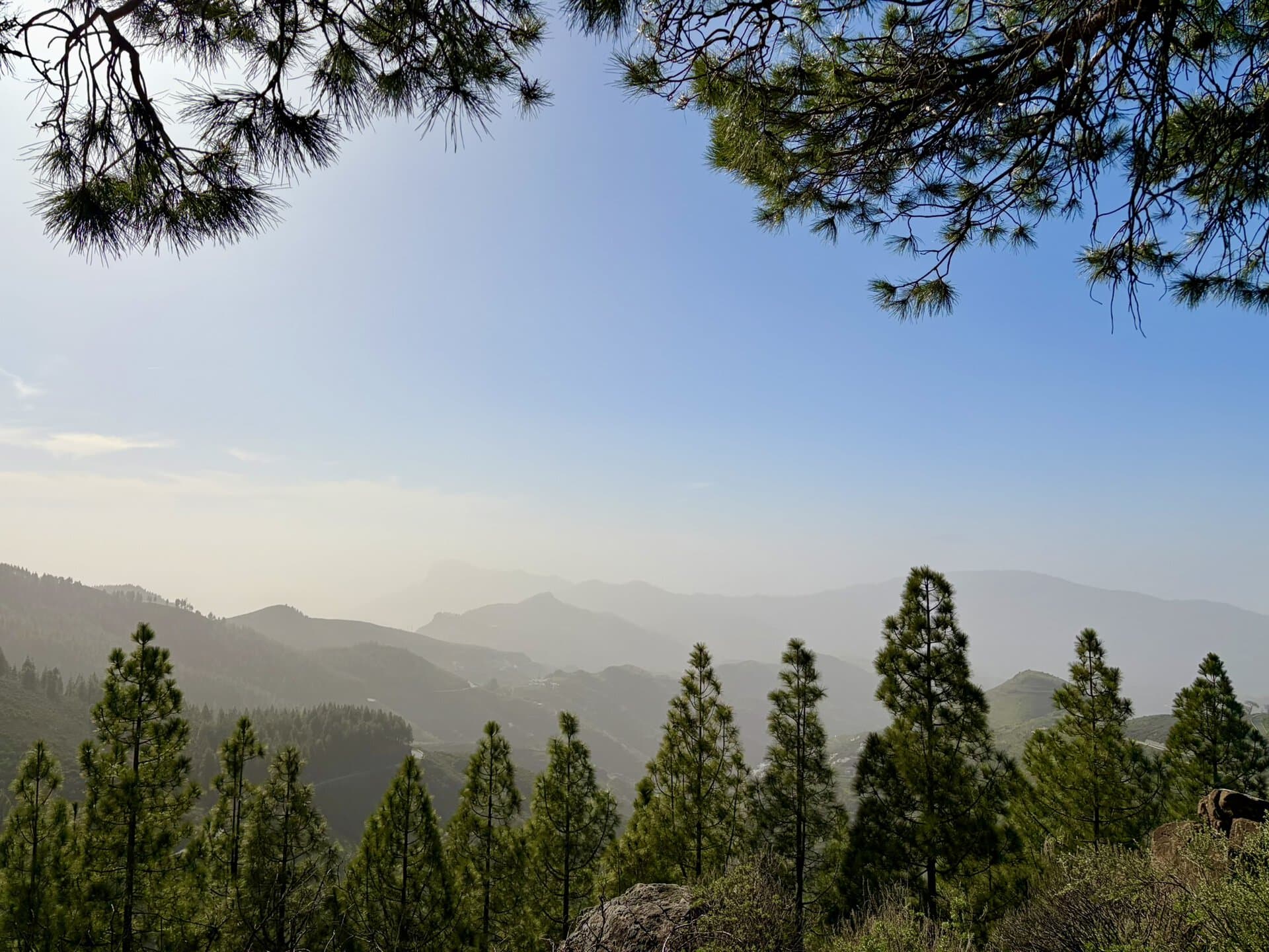 piniengebirge-natur-sonne-gay-reiseblog-gran-canaria-wanderreise